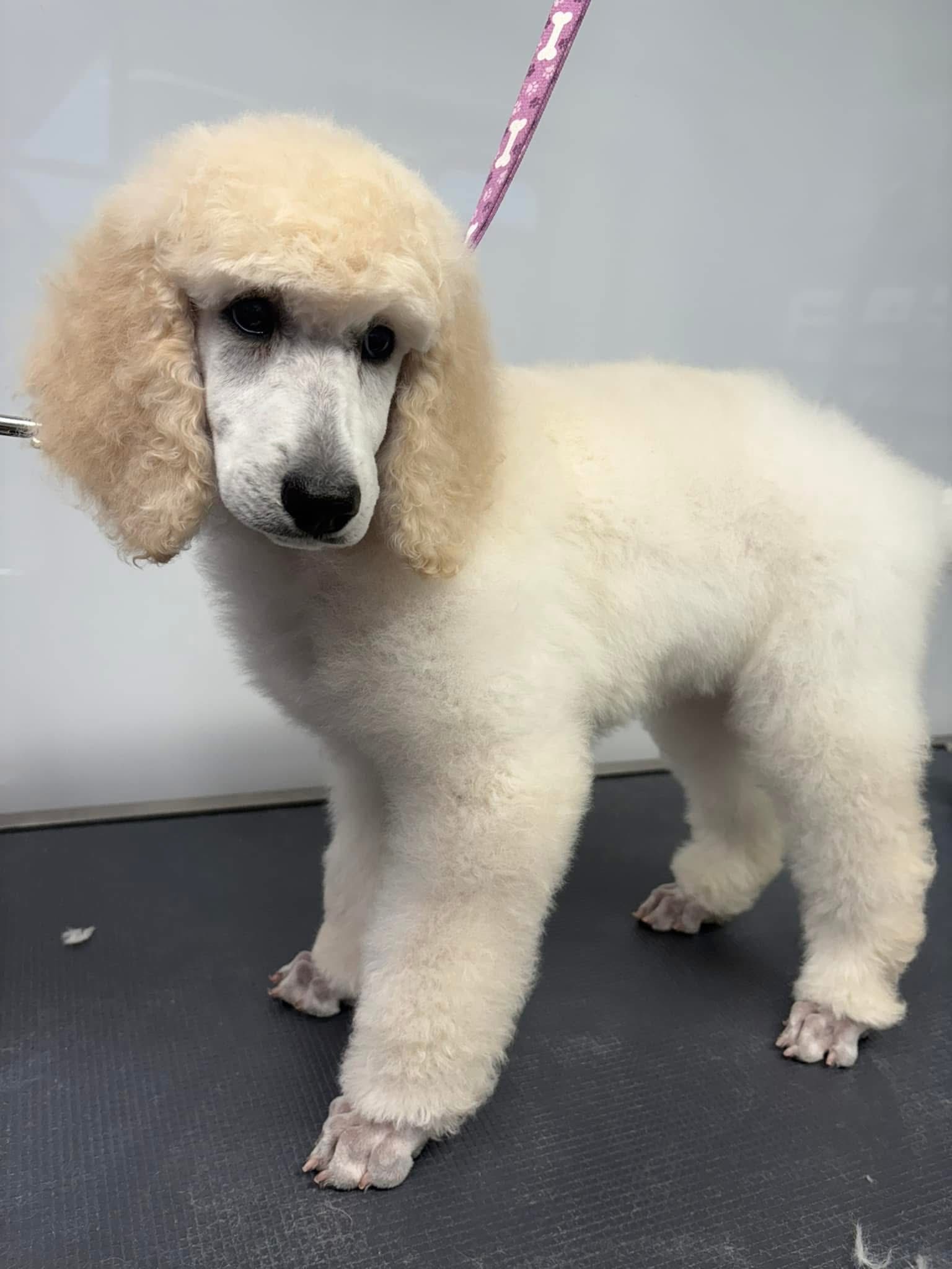 Pampered Pooches Denver