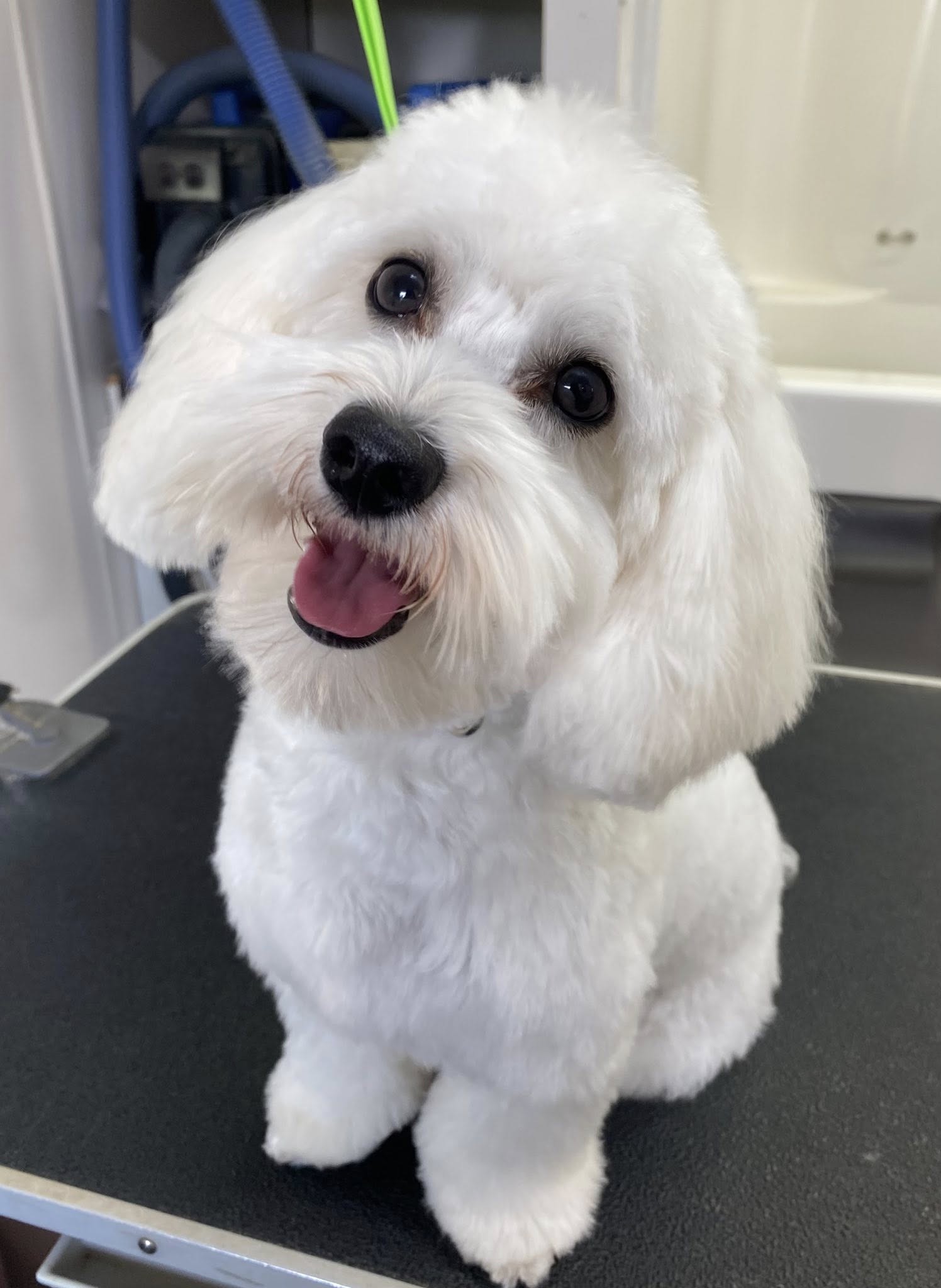 Renee Blair Pet Grooming Denver