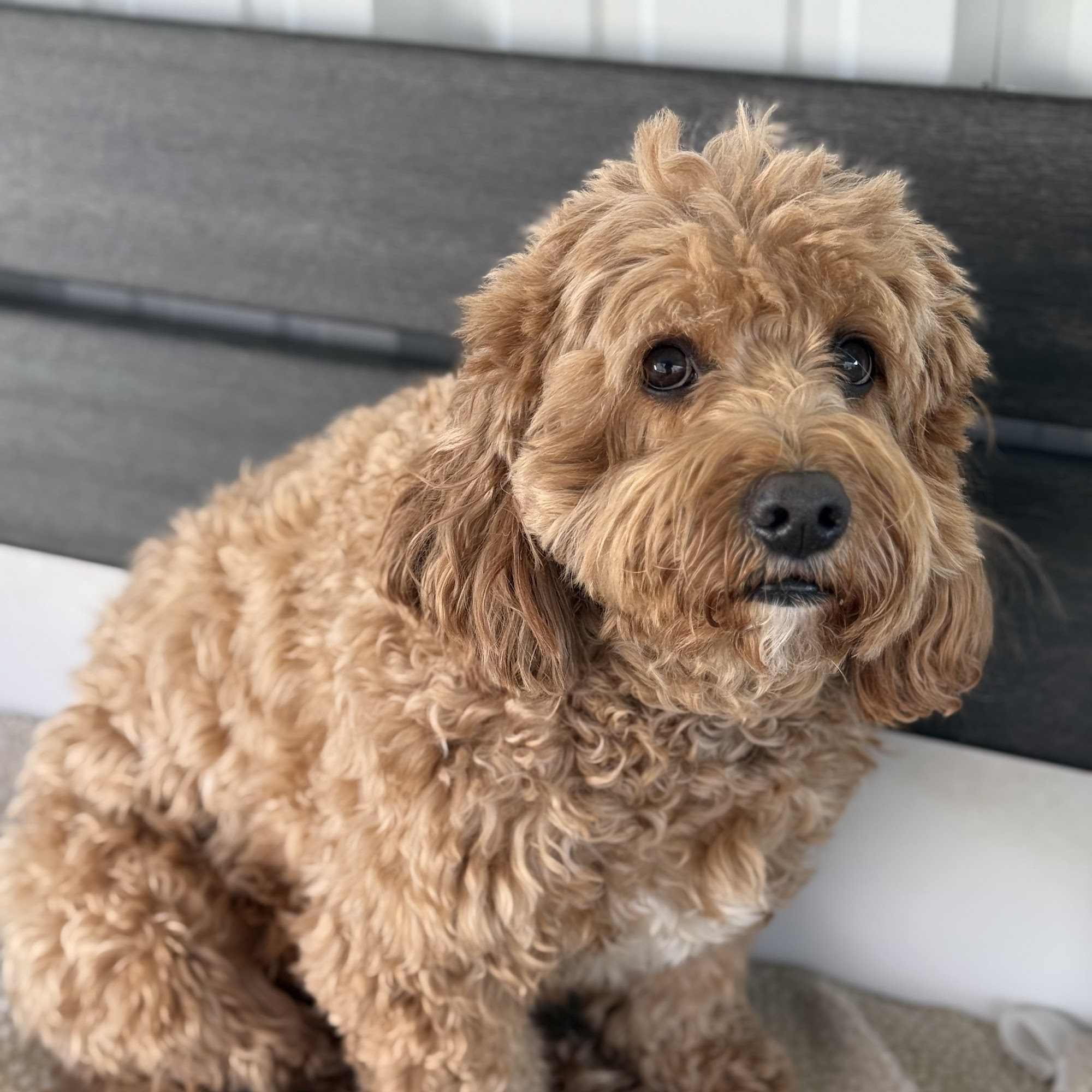 Dry Pond Pet Resort Denver