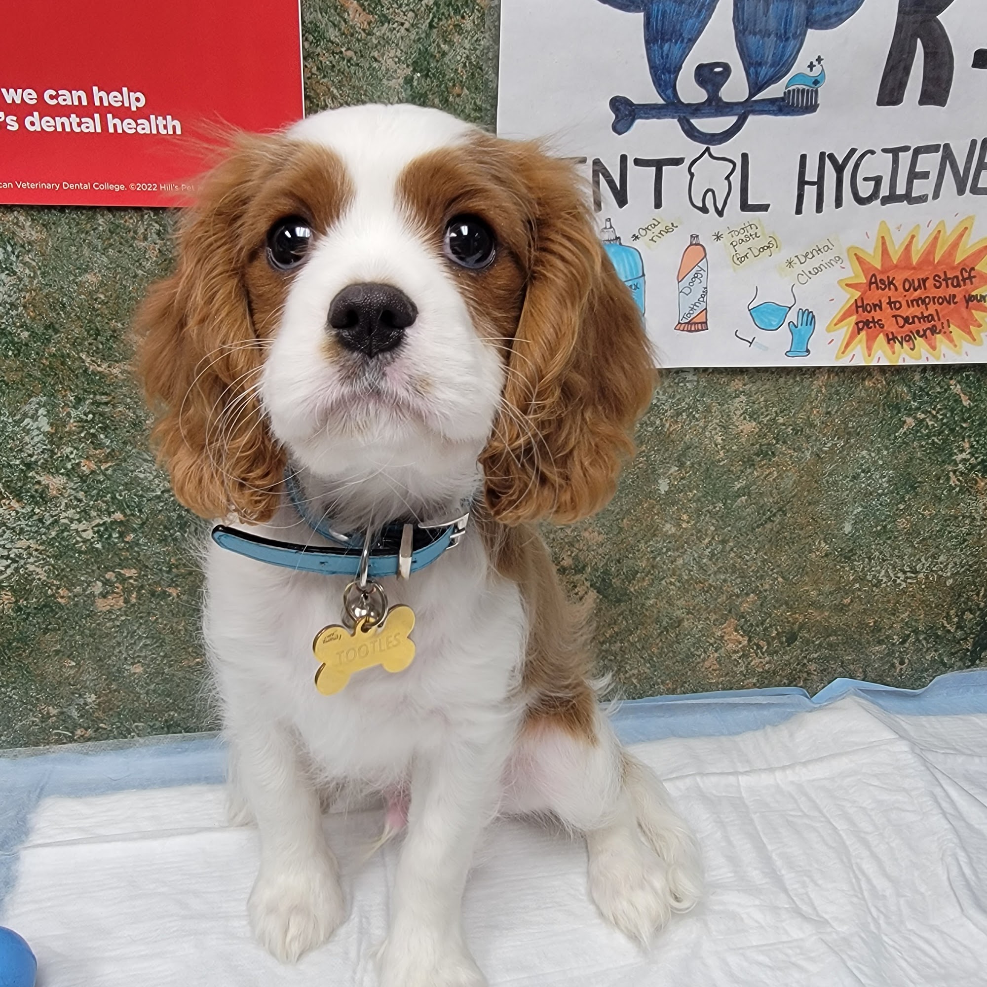 Dobson Veterinary Hospital Dobson