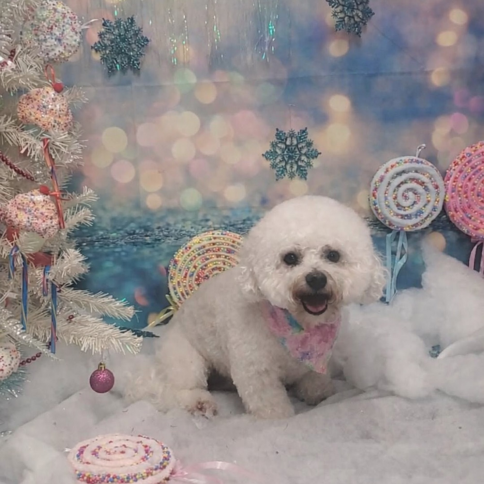 Happy Tails Grooming 115 N Crutchfield St, Dobson North Carolina 27017