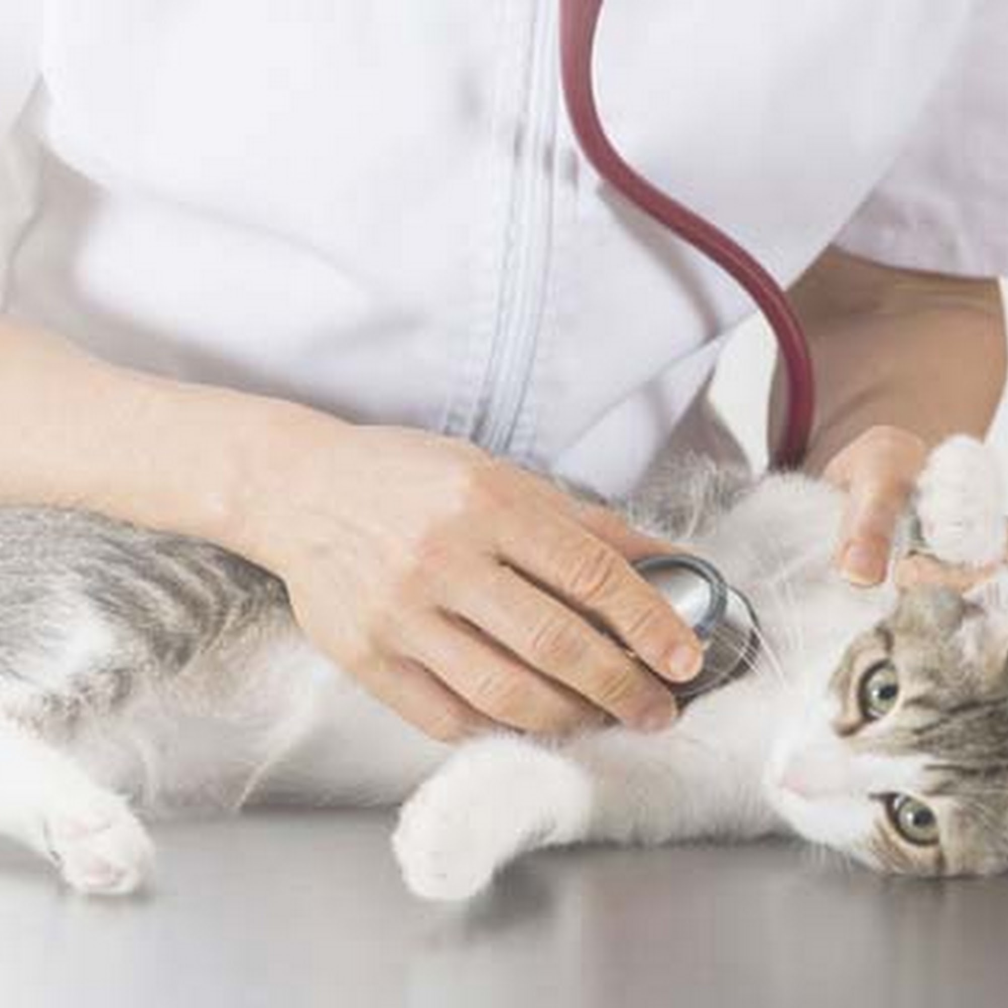 Vetcare for Pets Animal Hospital Dunn