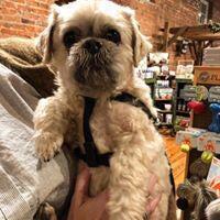 Other End of the Leash Pet Boutique & Bakery Durham