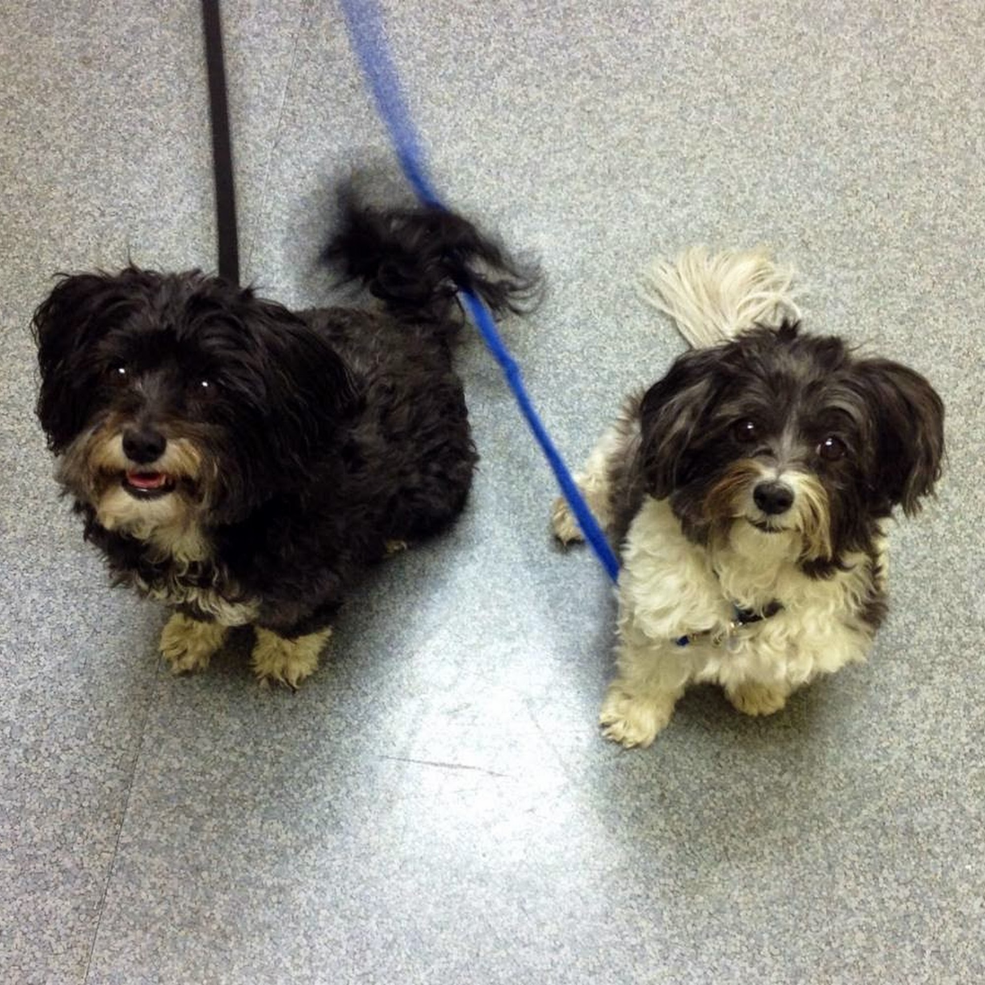 Cornwallis Road Animal Hospital Durham