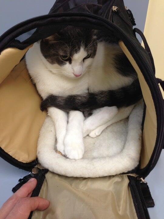 Westside Animal Hospital Durham