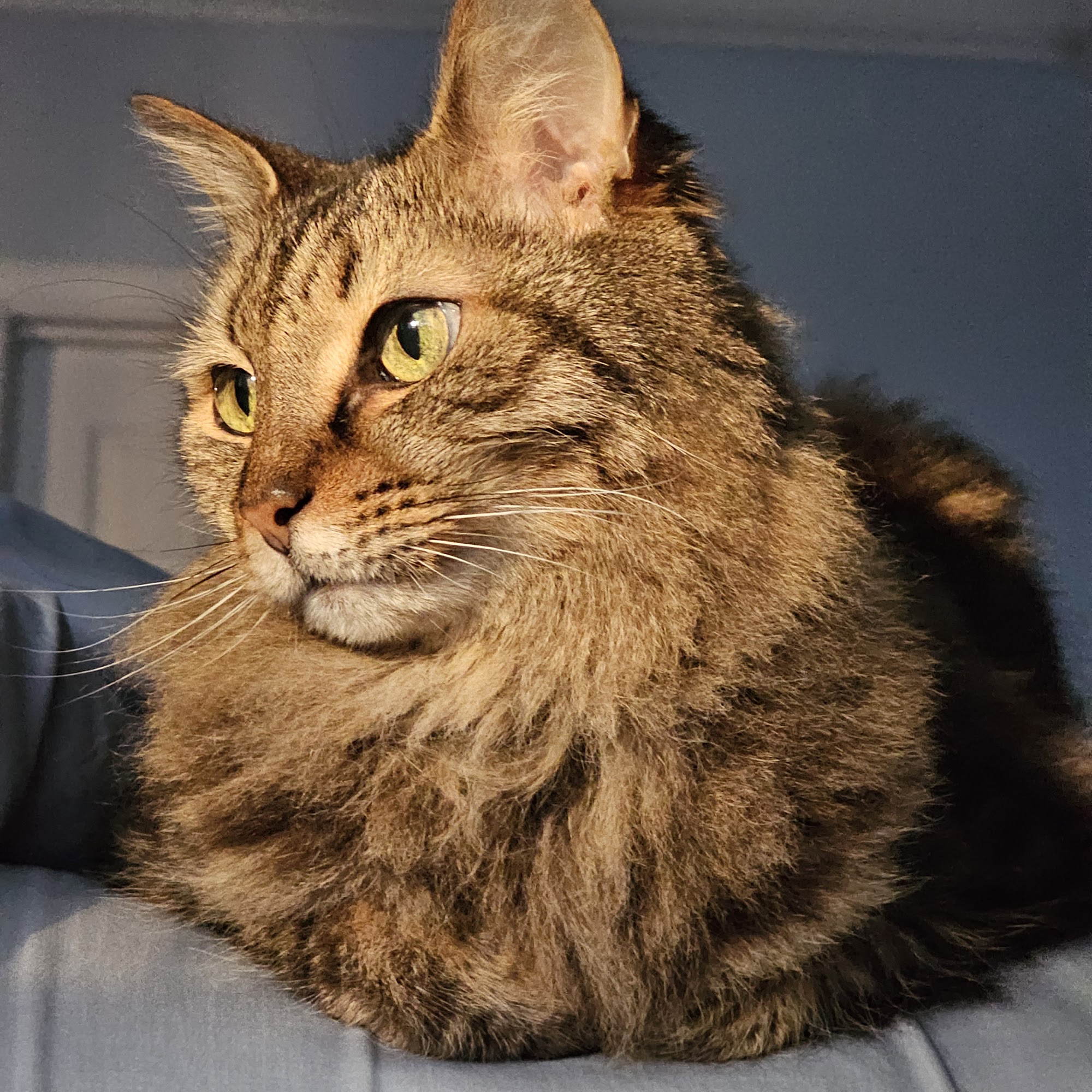 Tyson Animal Hospital Durham