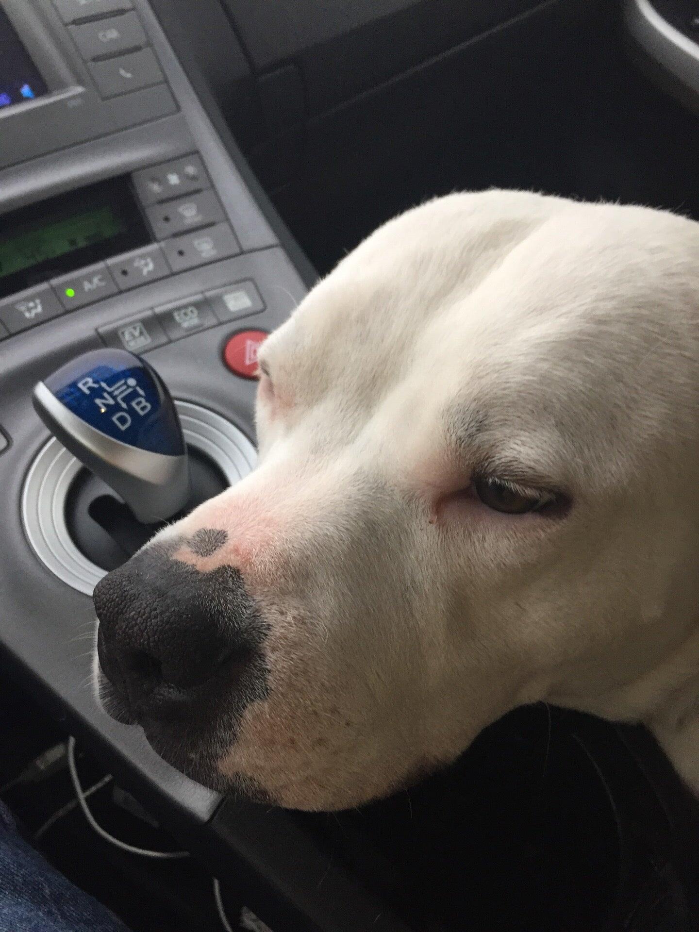 Eno Animal Hospital Durham