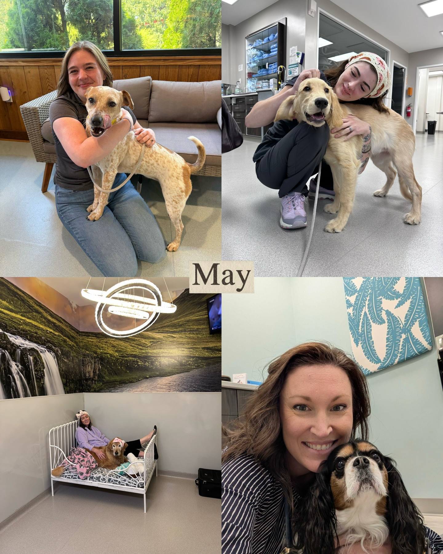 Page Point Animal Hospital and Pet Resort Durham