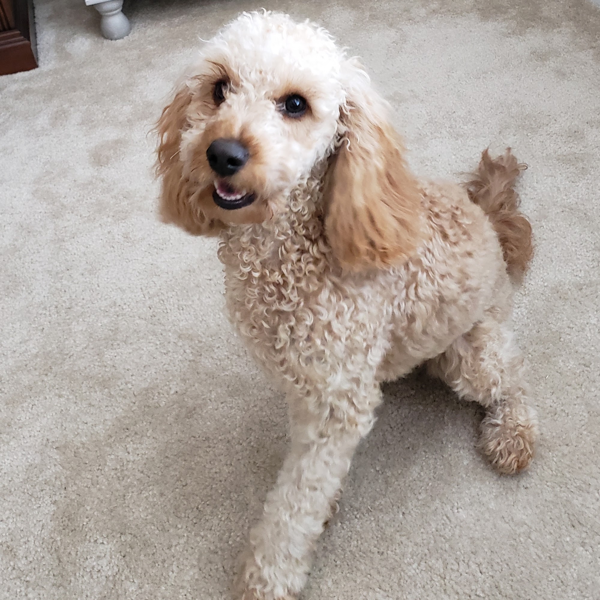 Always Pawsitive Dog Training Durham