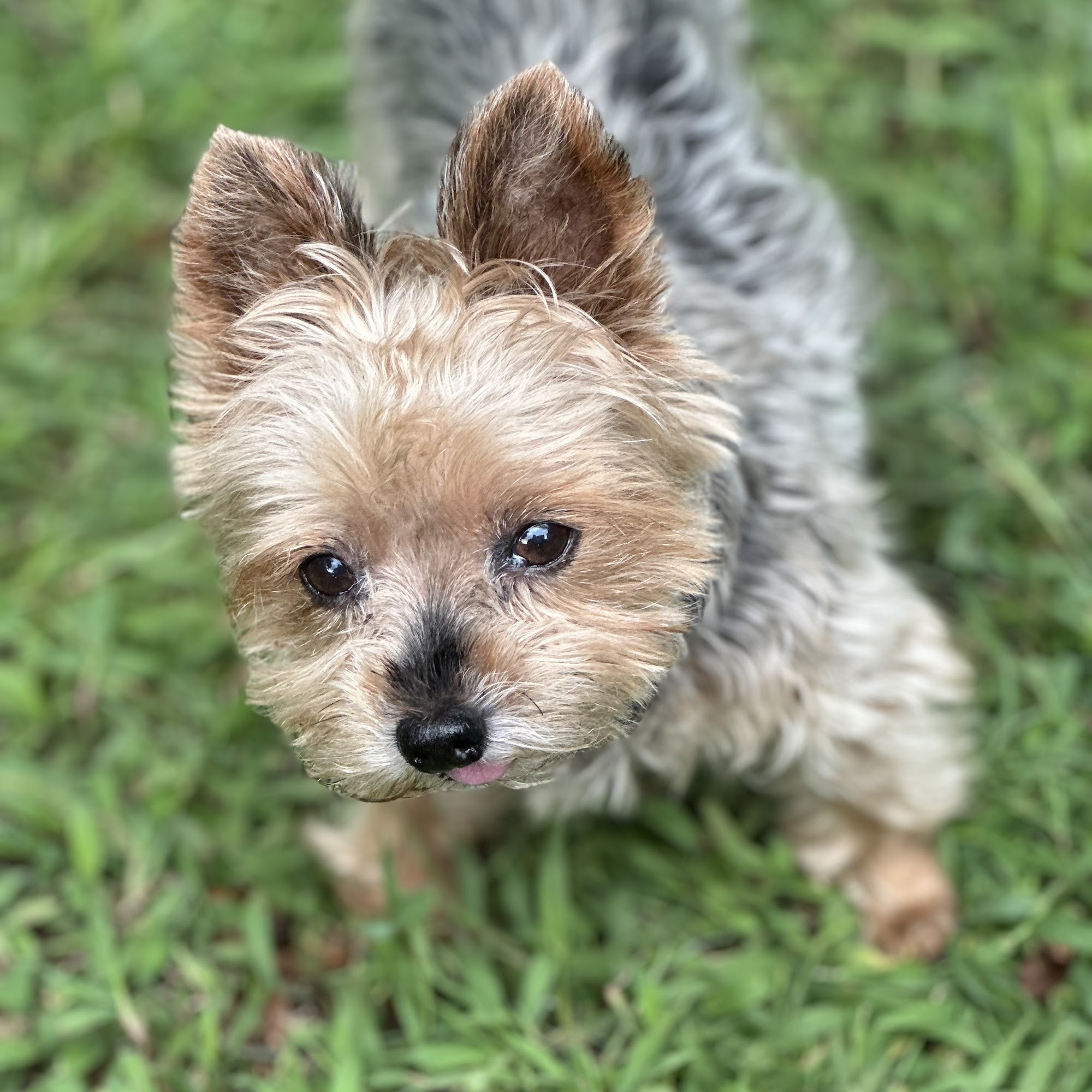 Dickinson Animal Services Durham