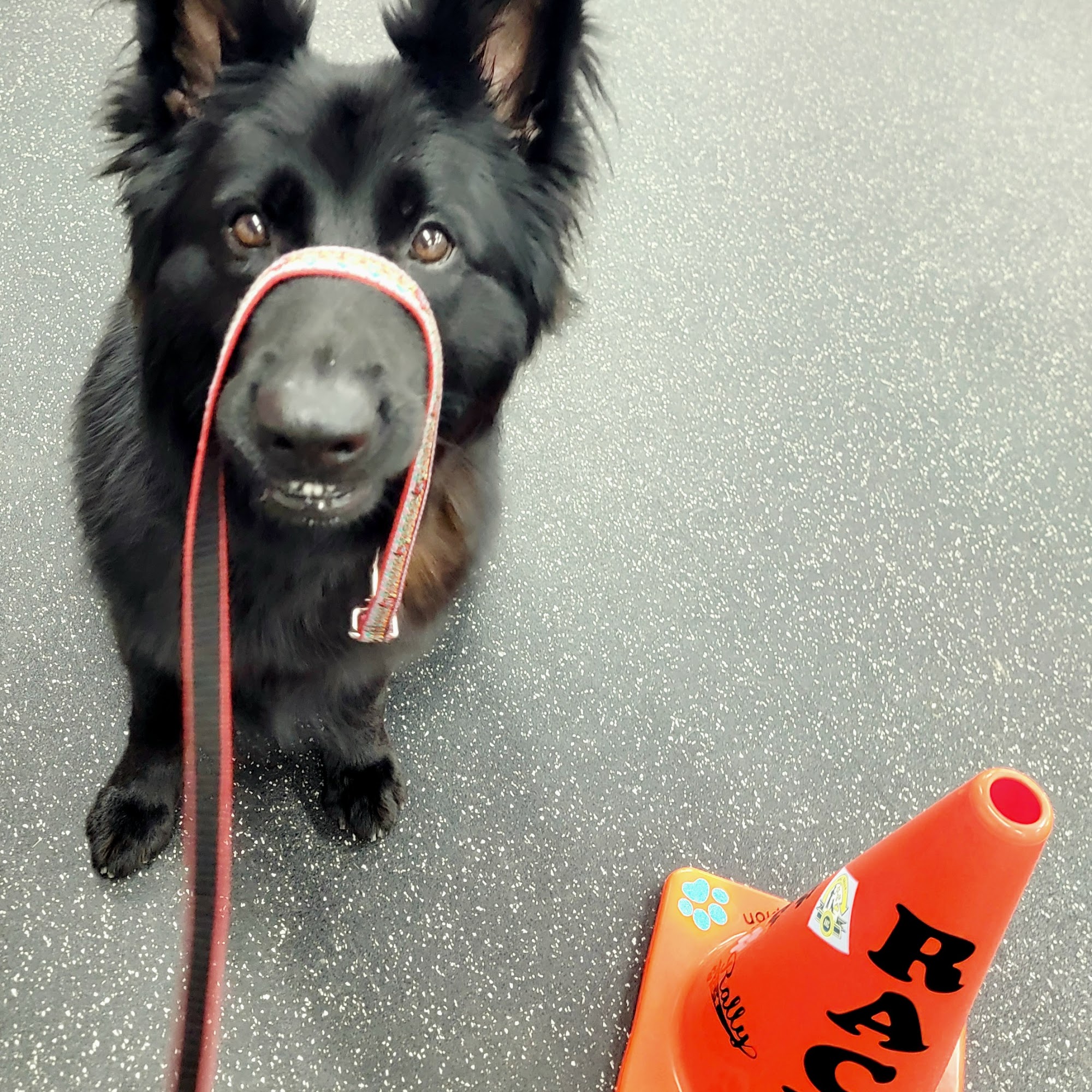 Durham Kennel Club Building Durham