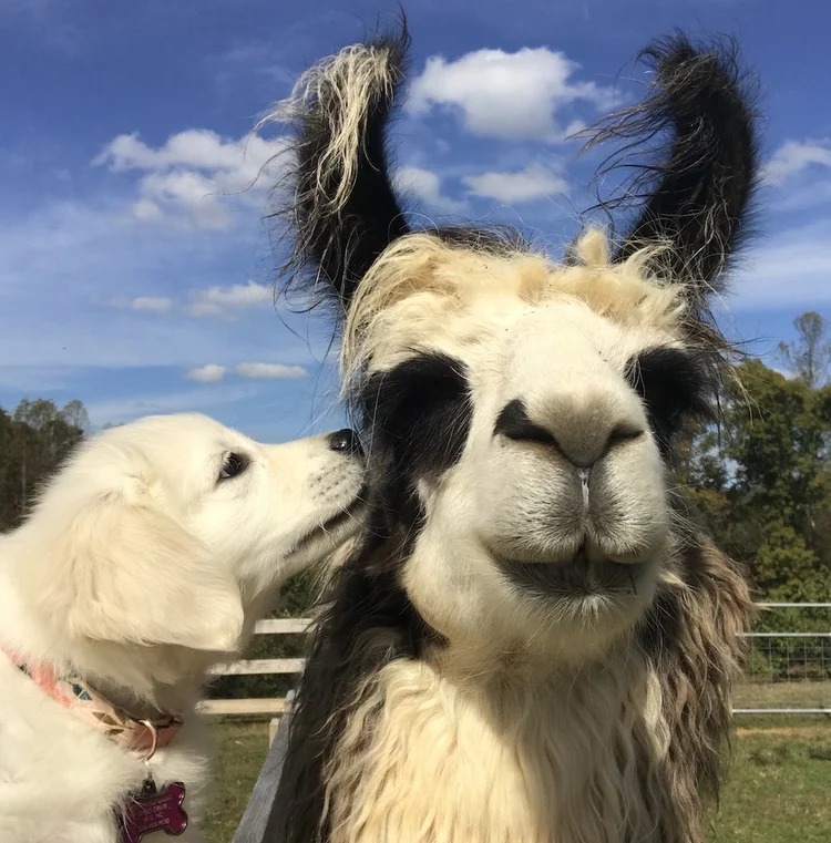 Divine Llama Vineyards East Bend