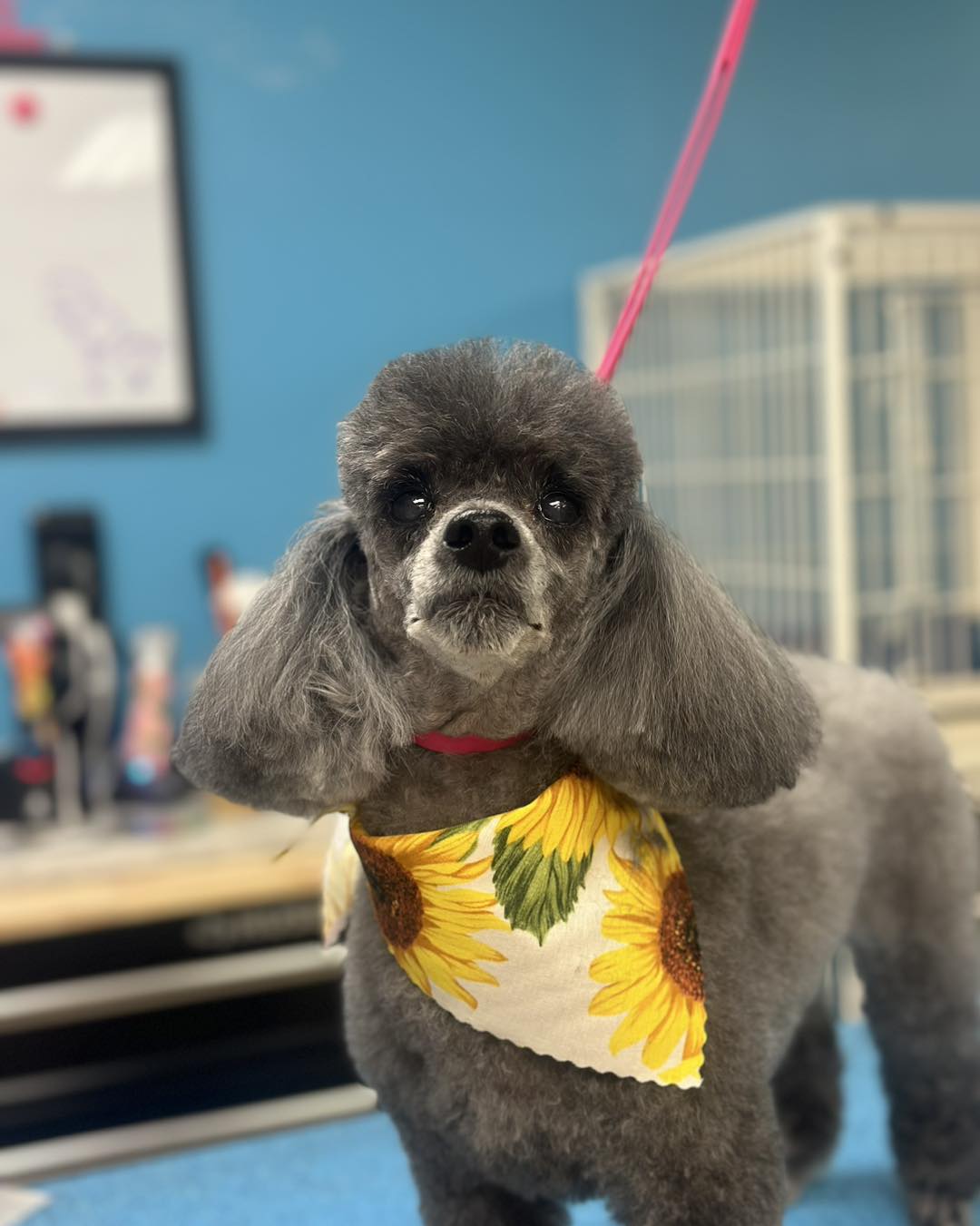 Canine Stylin LLC East Flat Rock