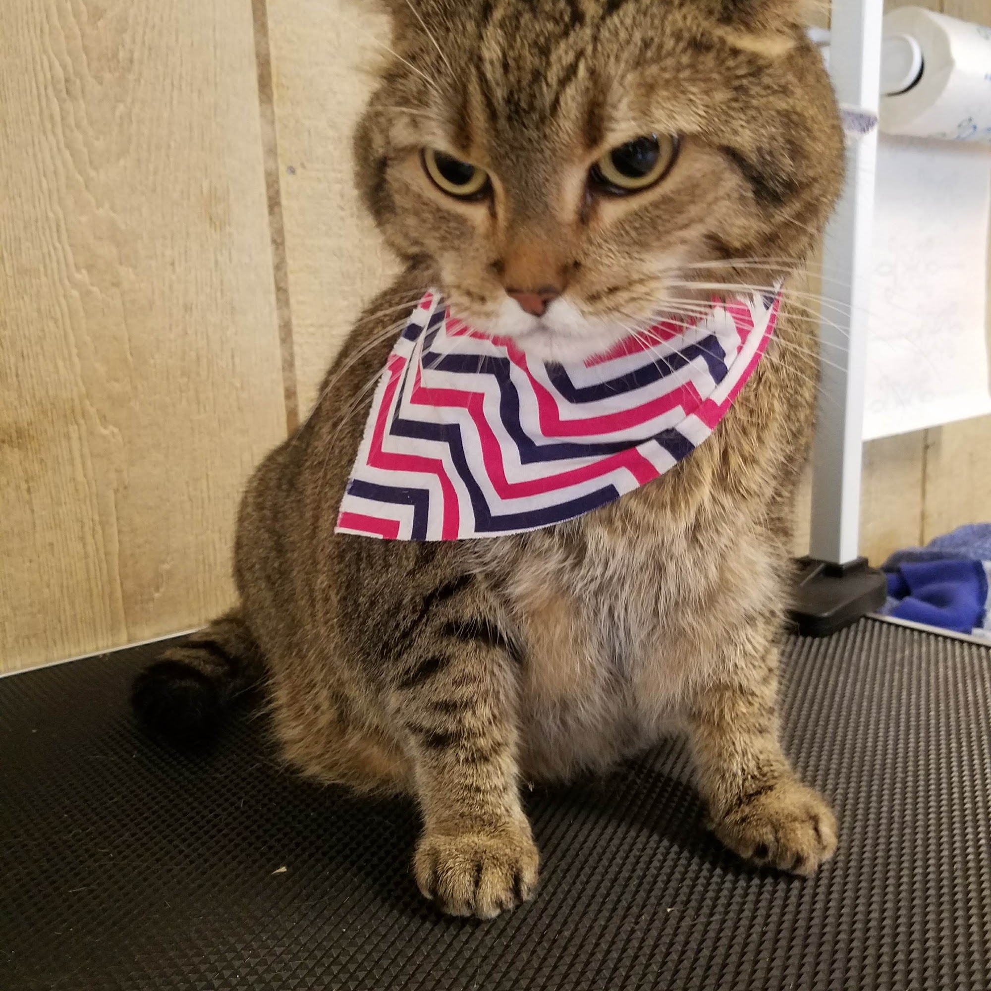 Just 4 Paws Grooming and Boarding East Flat Rock