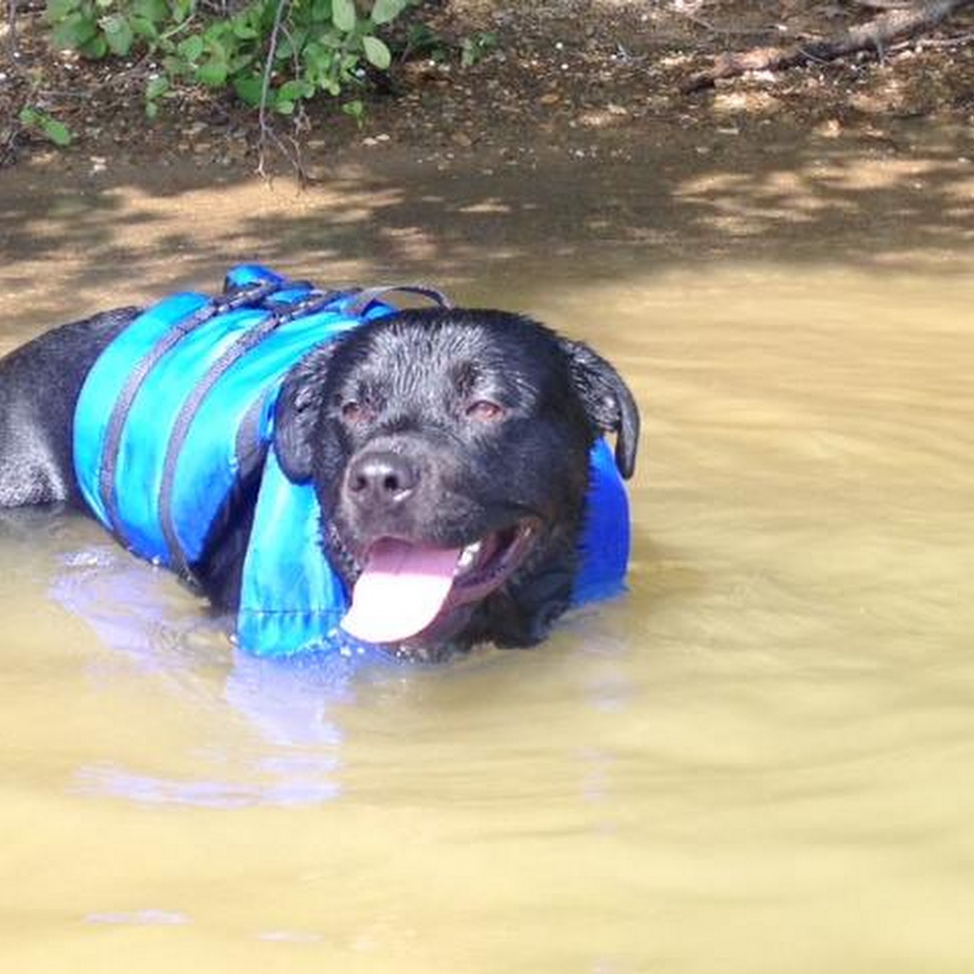 Central Animal Hospital Eden