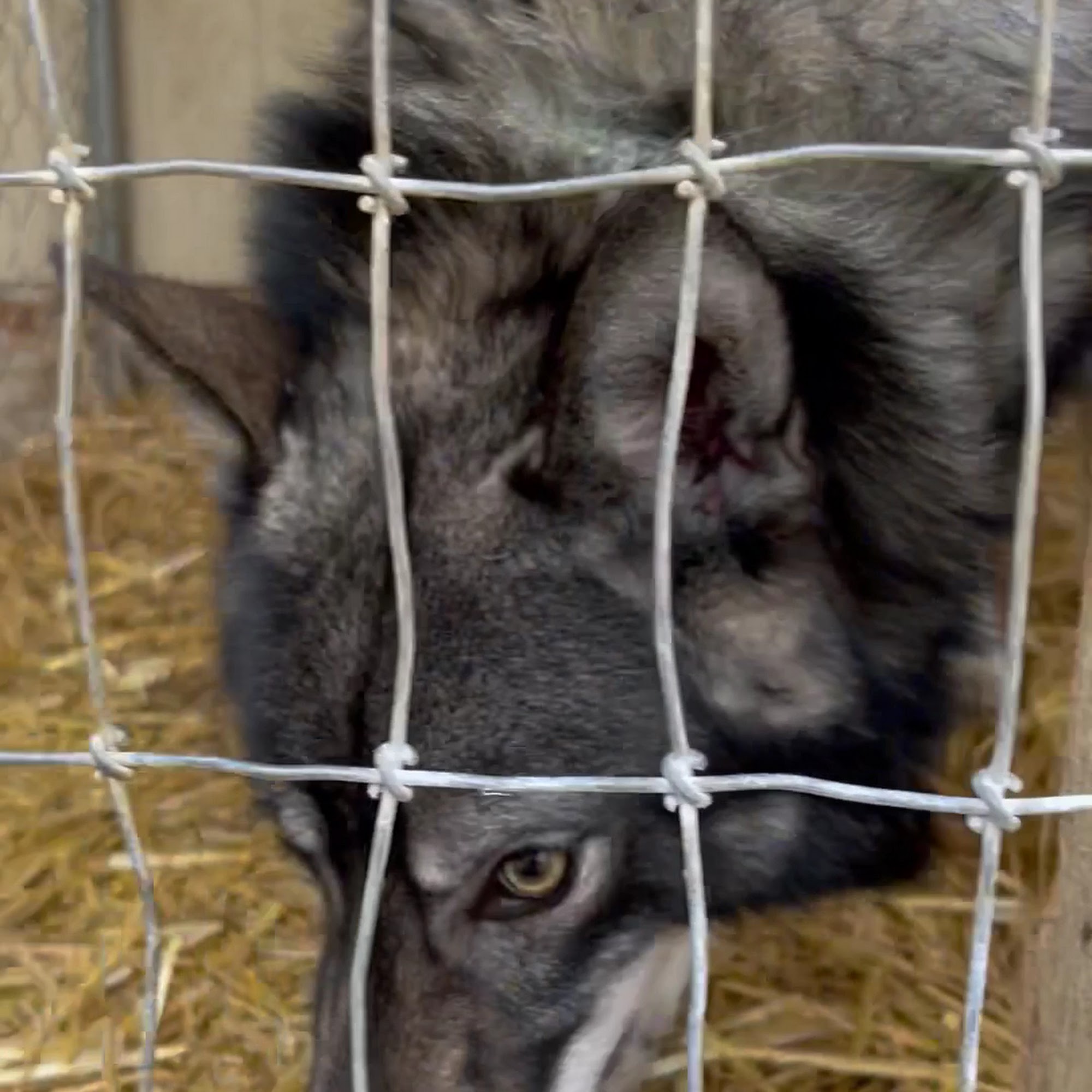 Woofin' Good Time Eden