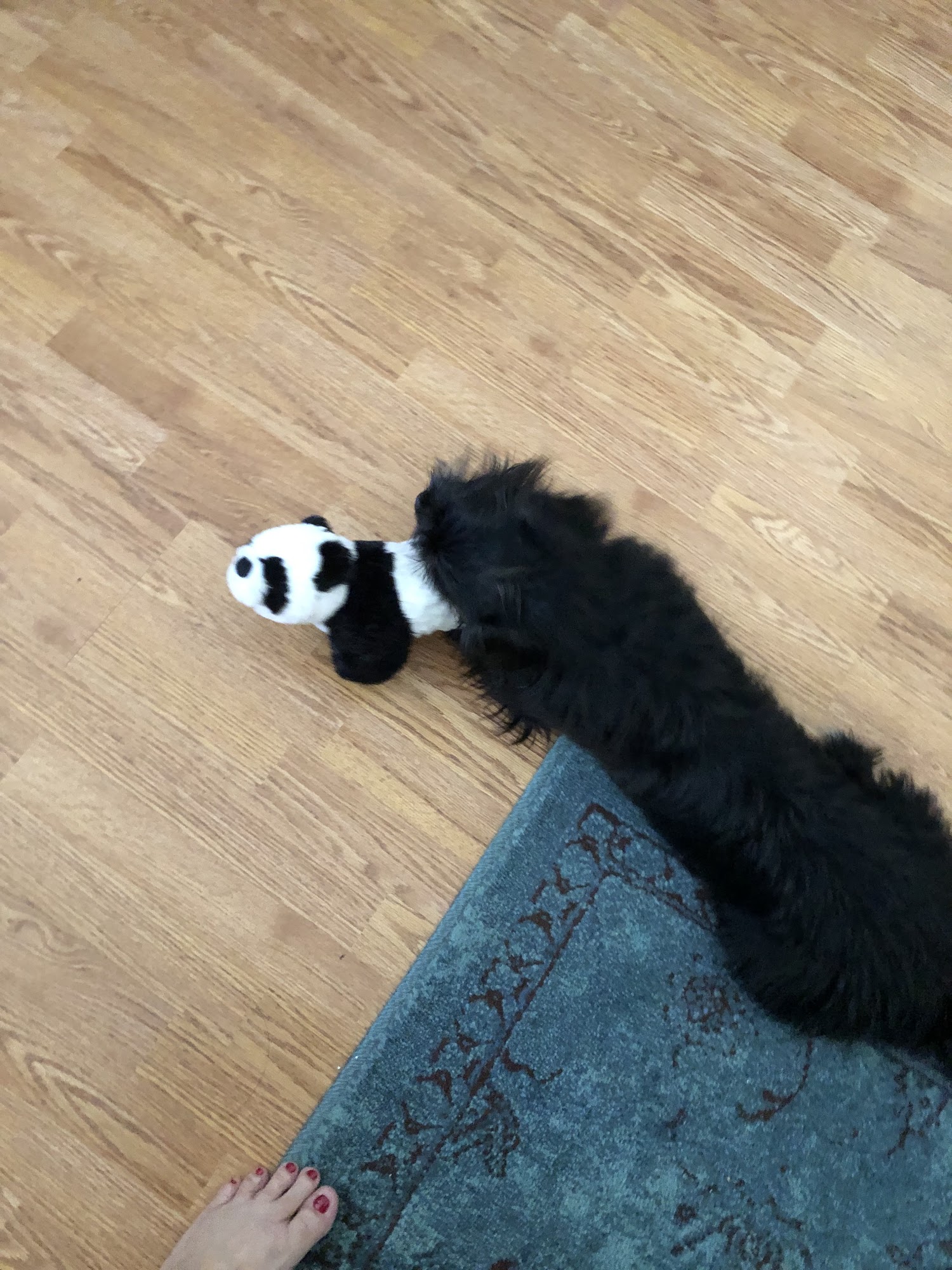 Rockingham Humane Society Eden