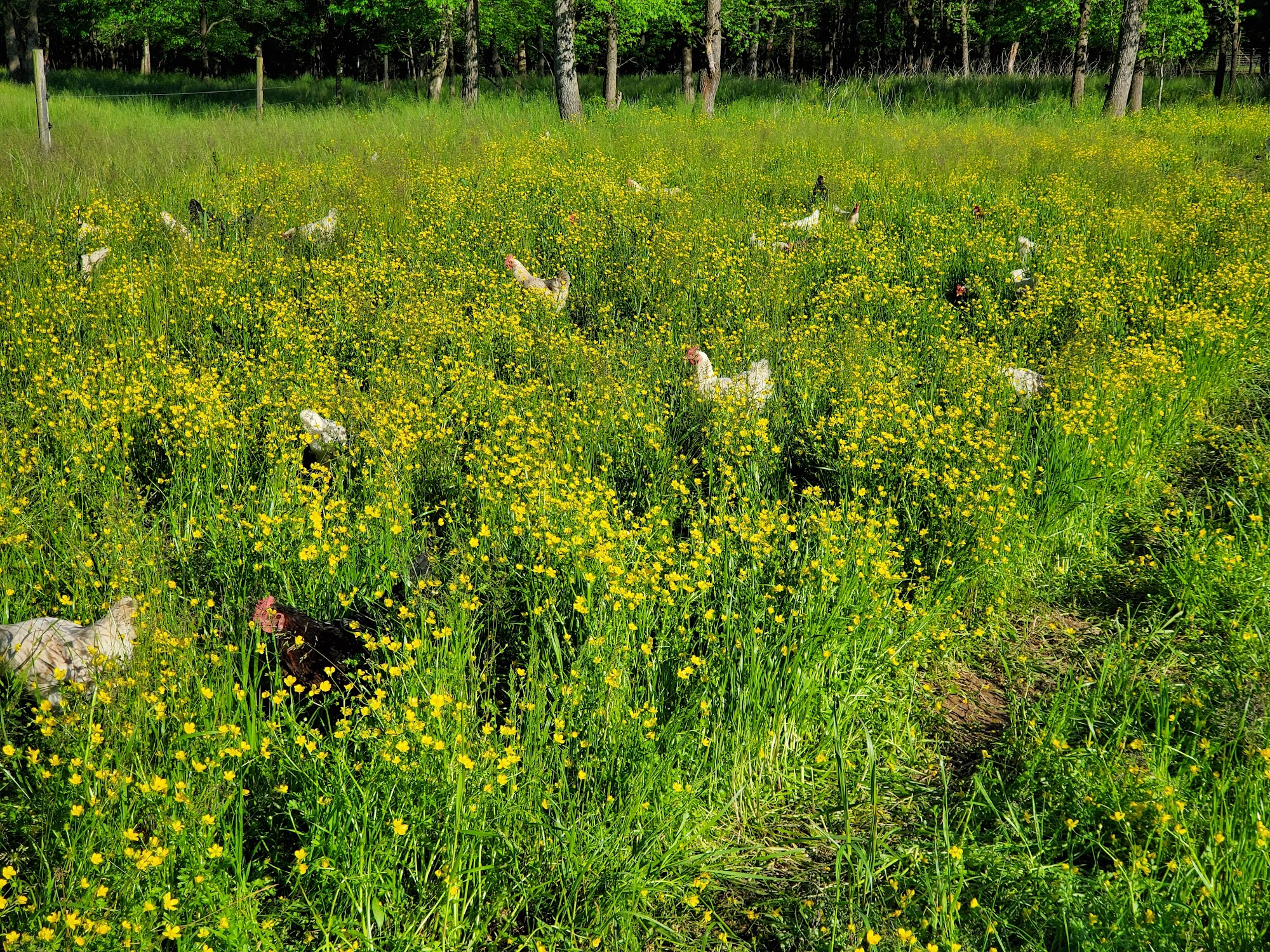 Fickle Creek Farm Efland