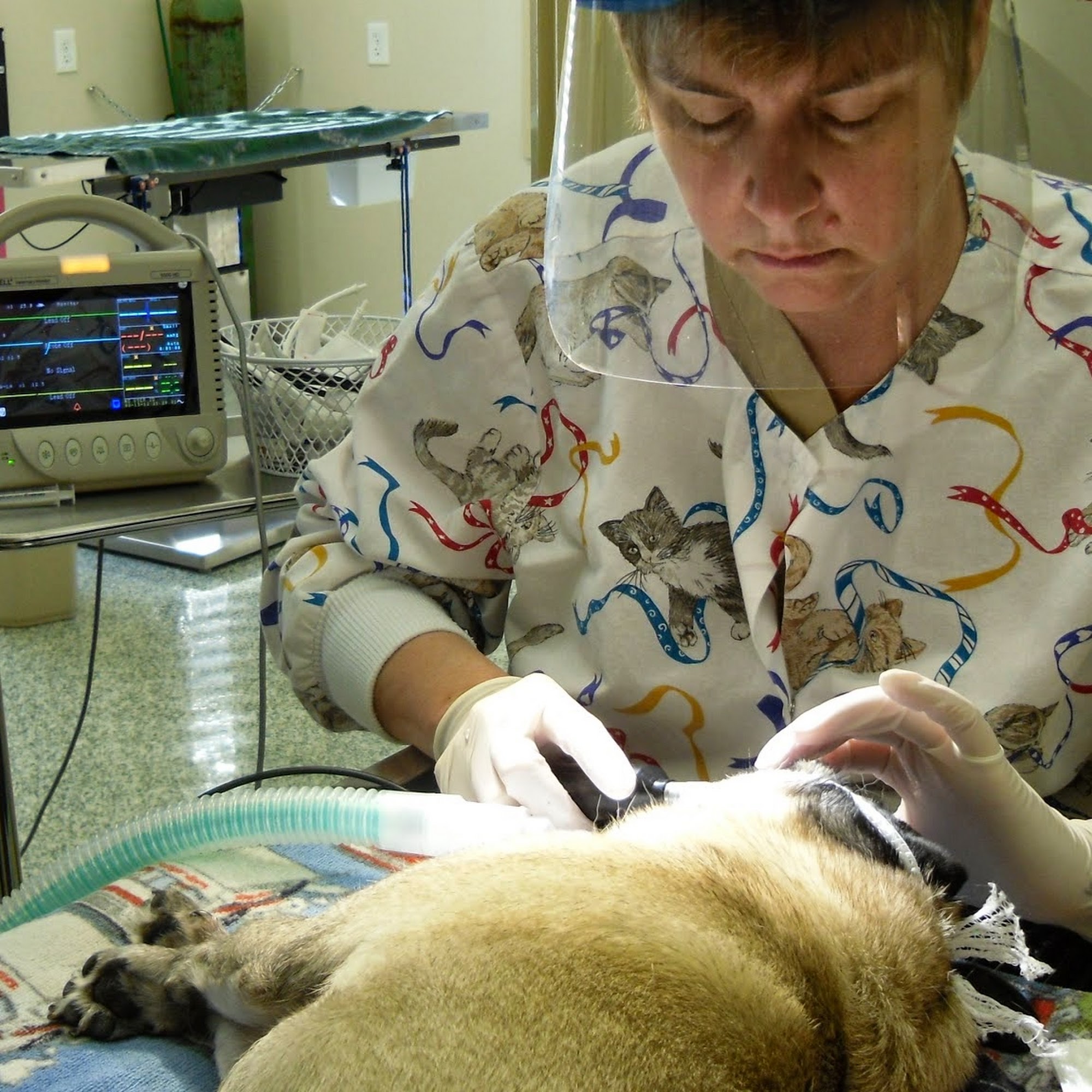 Small Paws Veterinary Clinic Elizabeth City