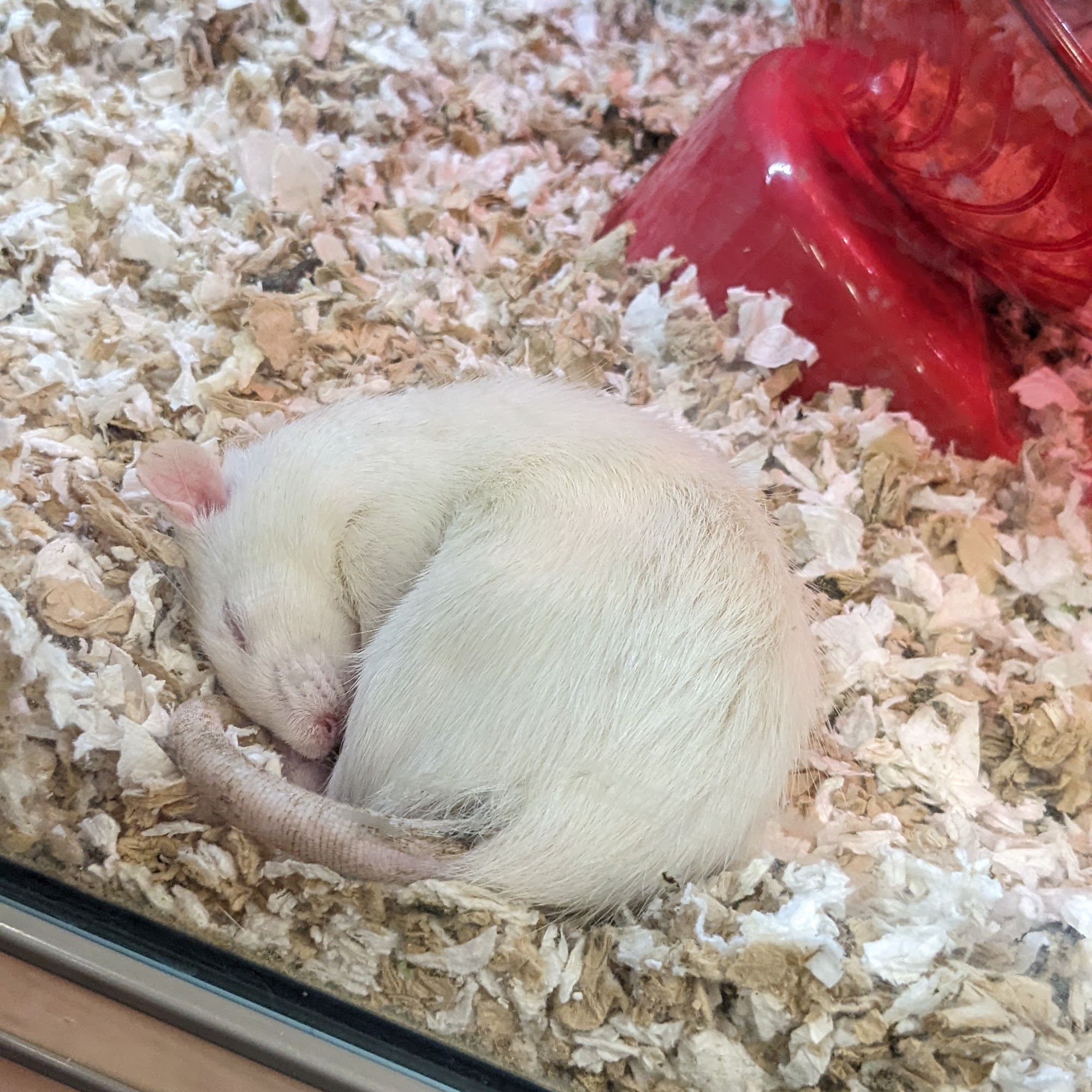 Petco Elizabeth City