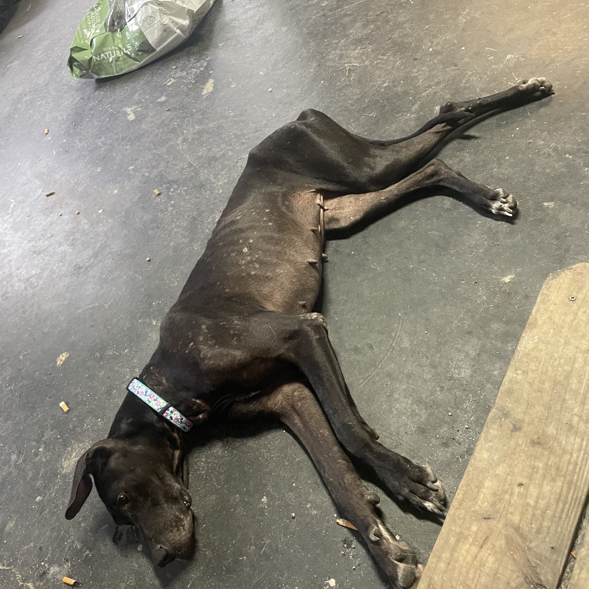 Bladen Animal Hospital Elizabethtown