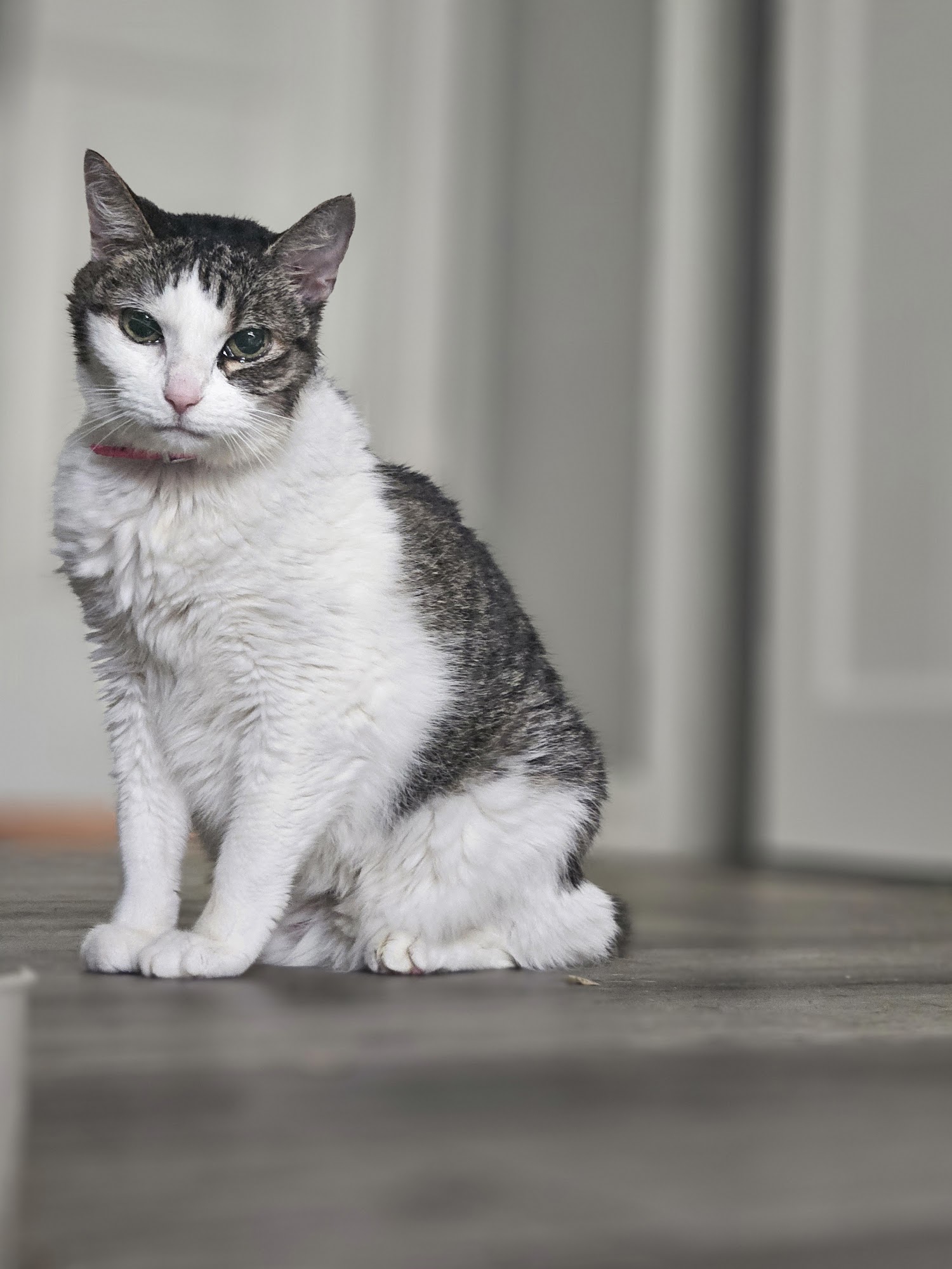 Bladen Animal Hospital Elizabethtown