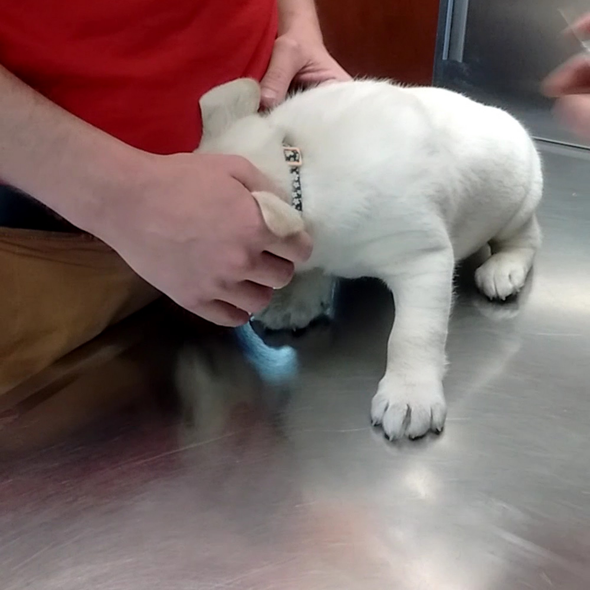 Animal Ark of Elkin Elkin