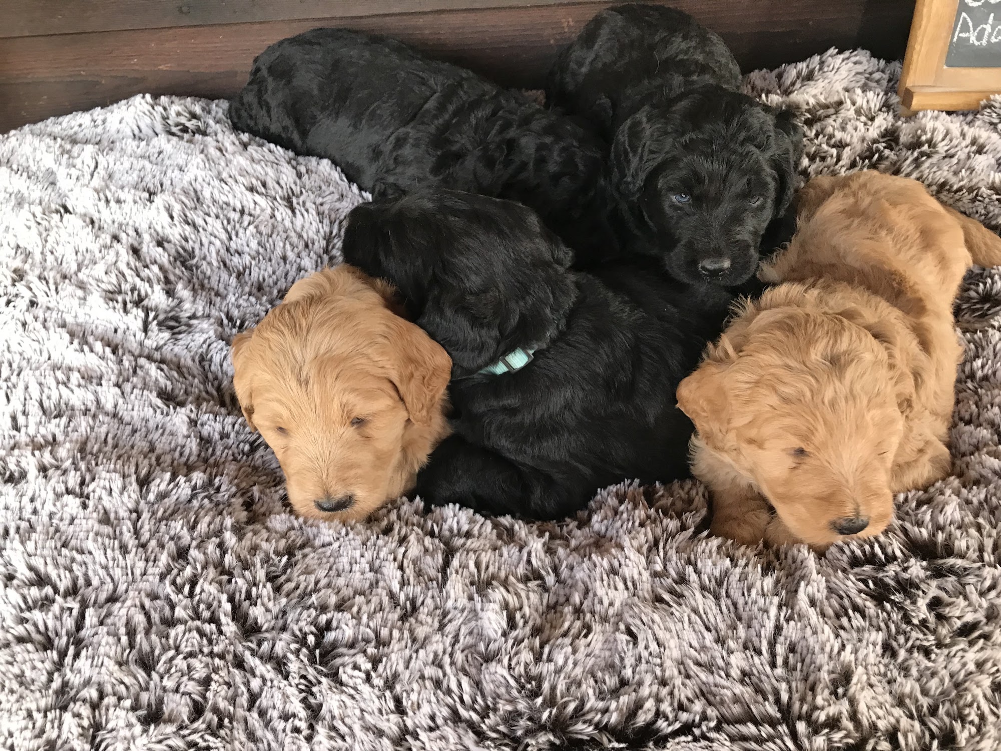 Cabin Creek Kennels - Labradoodle Ellerbe