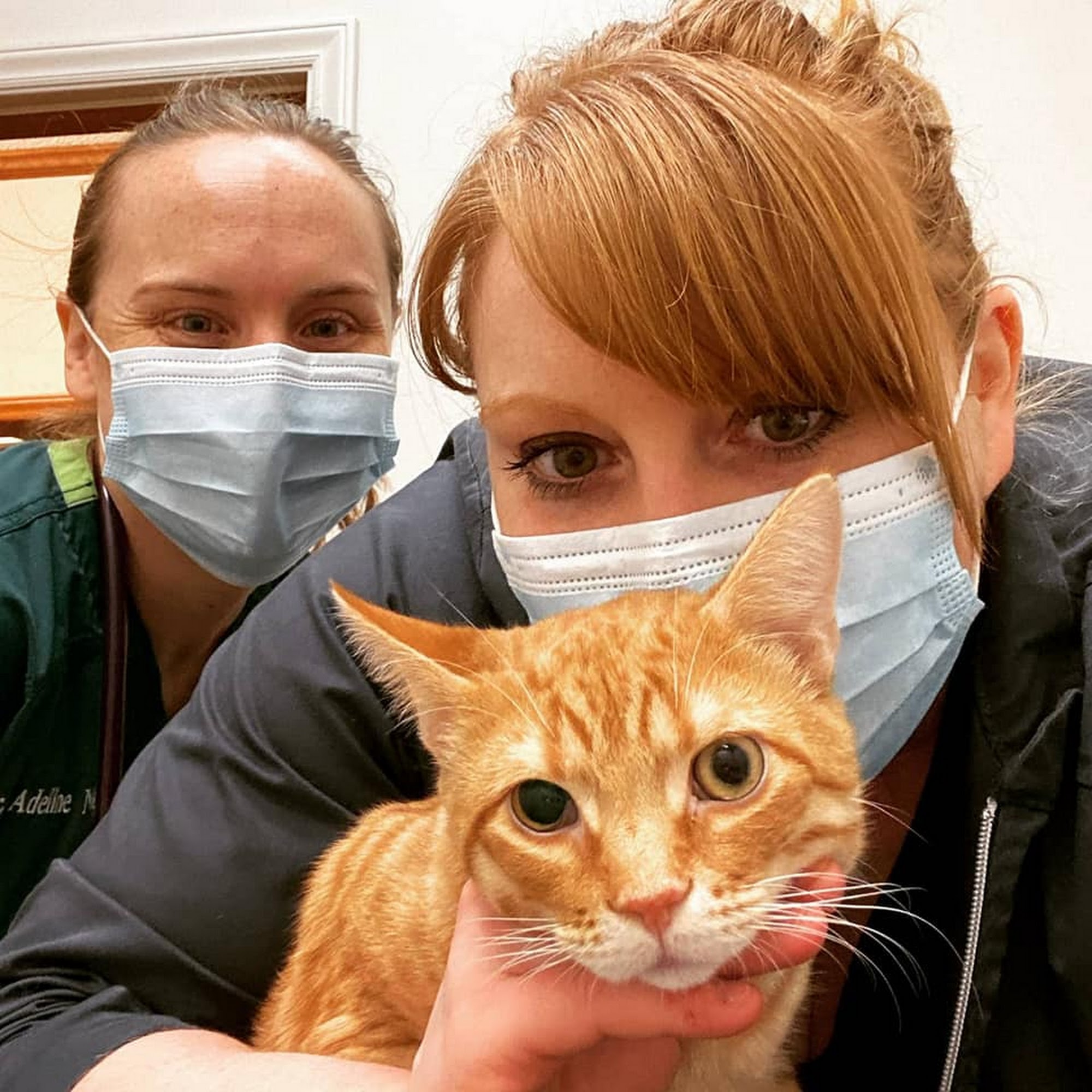 Elon Oaks Veterinary Hospital Elon