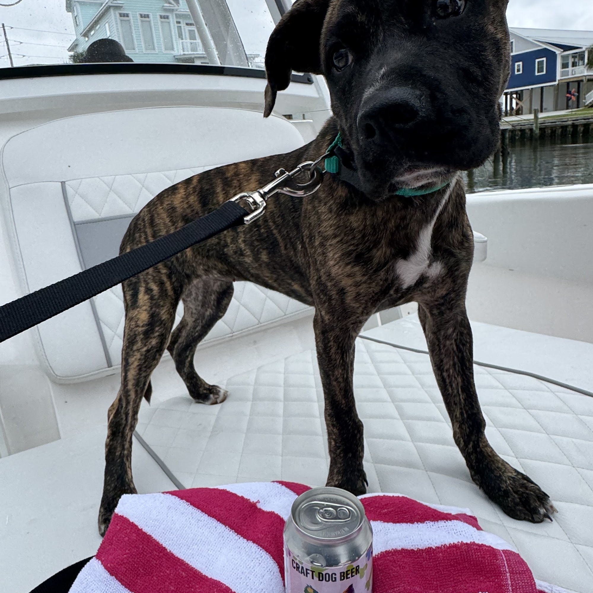 Pup-Kake Treats Pet Bakery and Boutique Emerald Isle