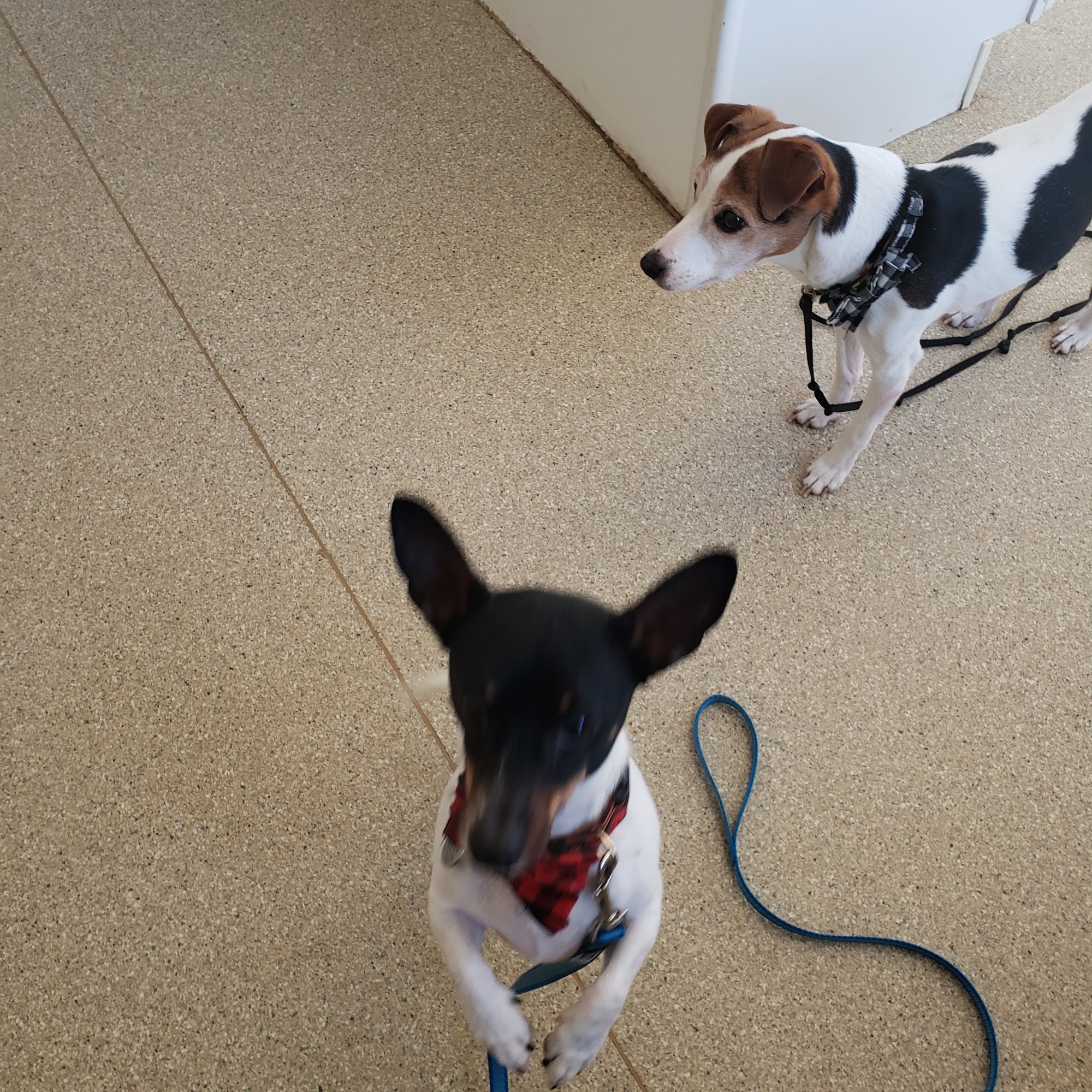 Etowah Valley Veterinary Hospital Etowah