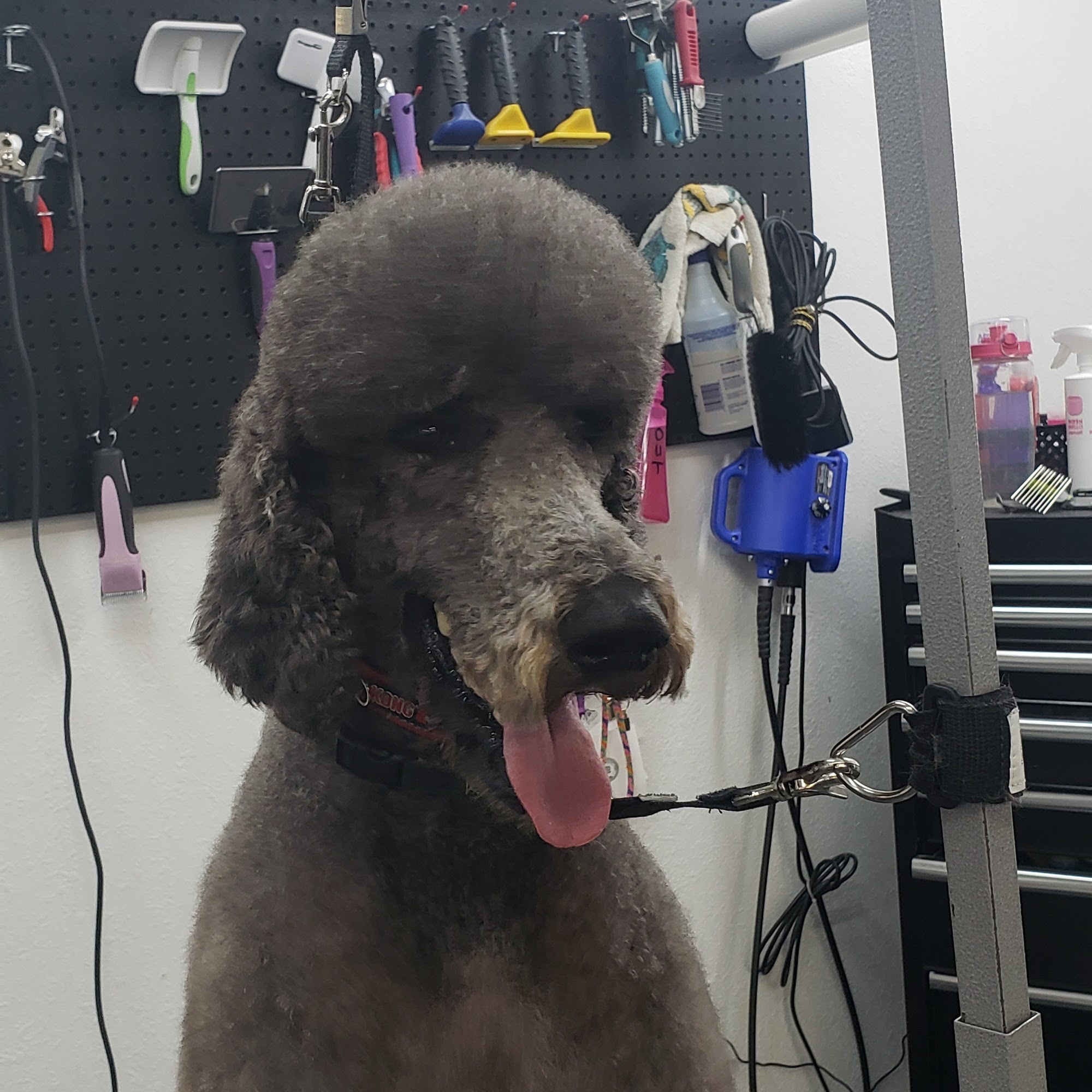 Kim's K-9 Connection Etowah