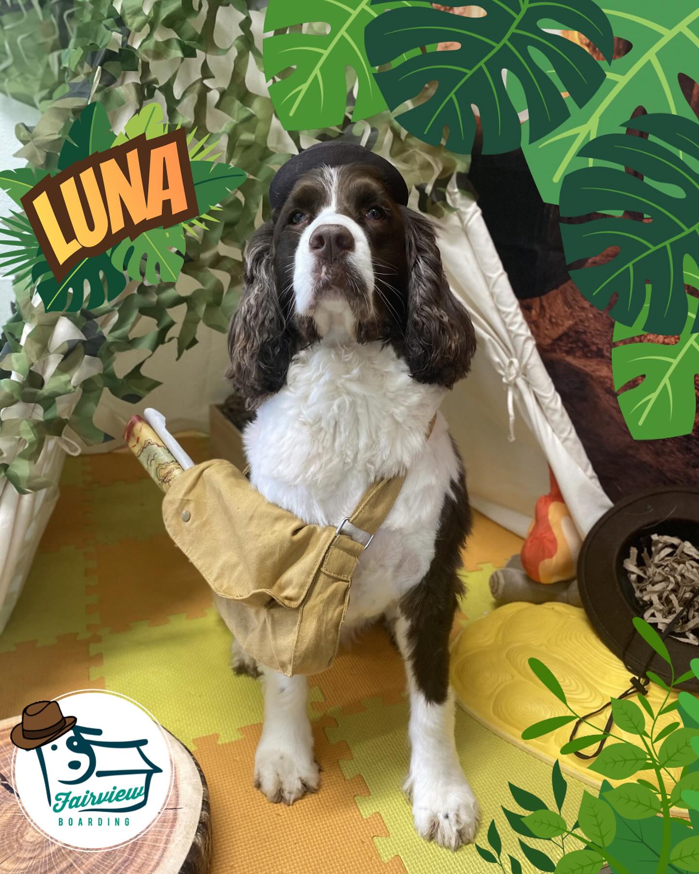 Fairview Boarding Fairview