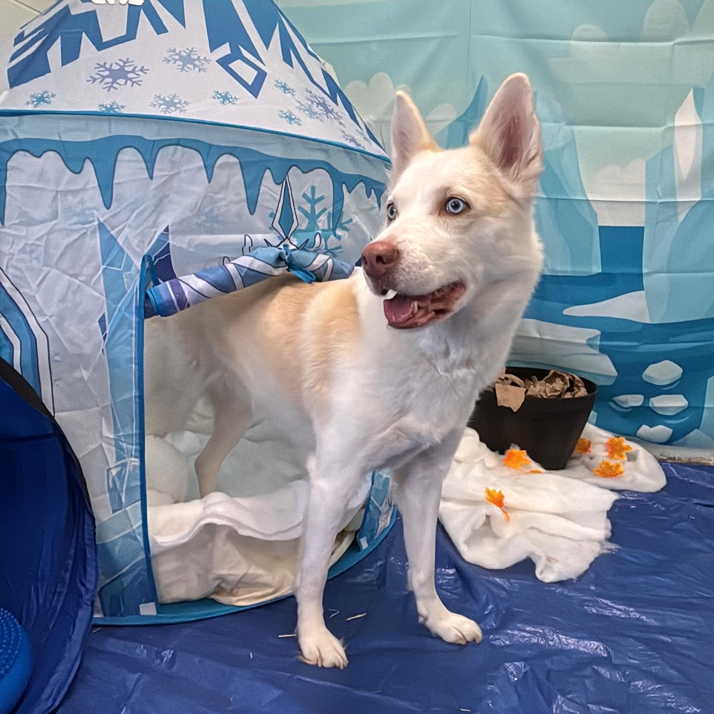 Fairview Boarding Fairview