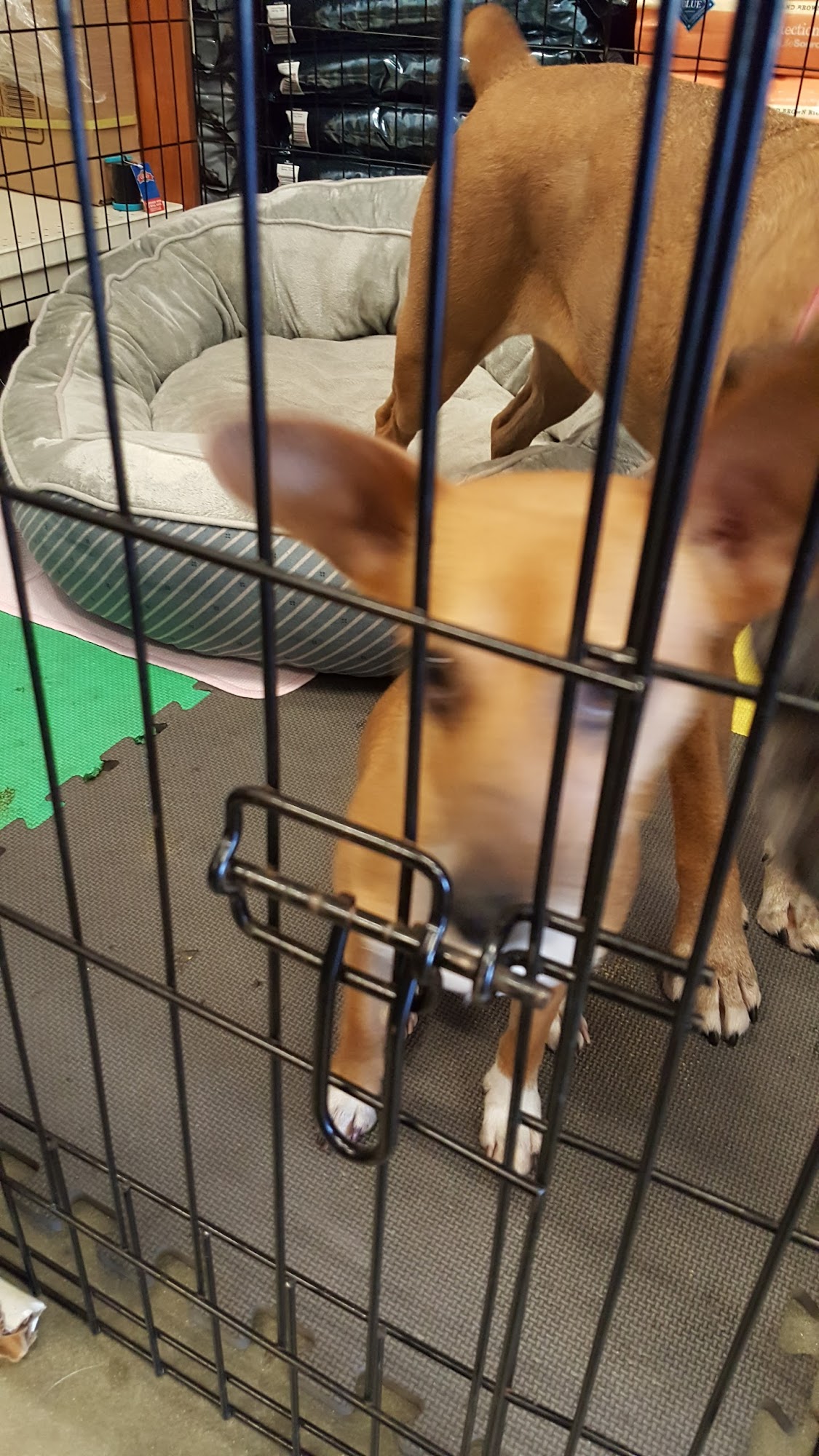 PetSmart Fayetteville