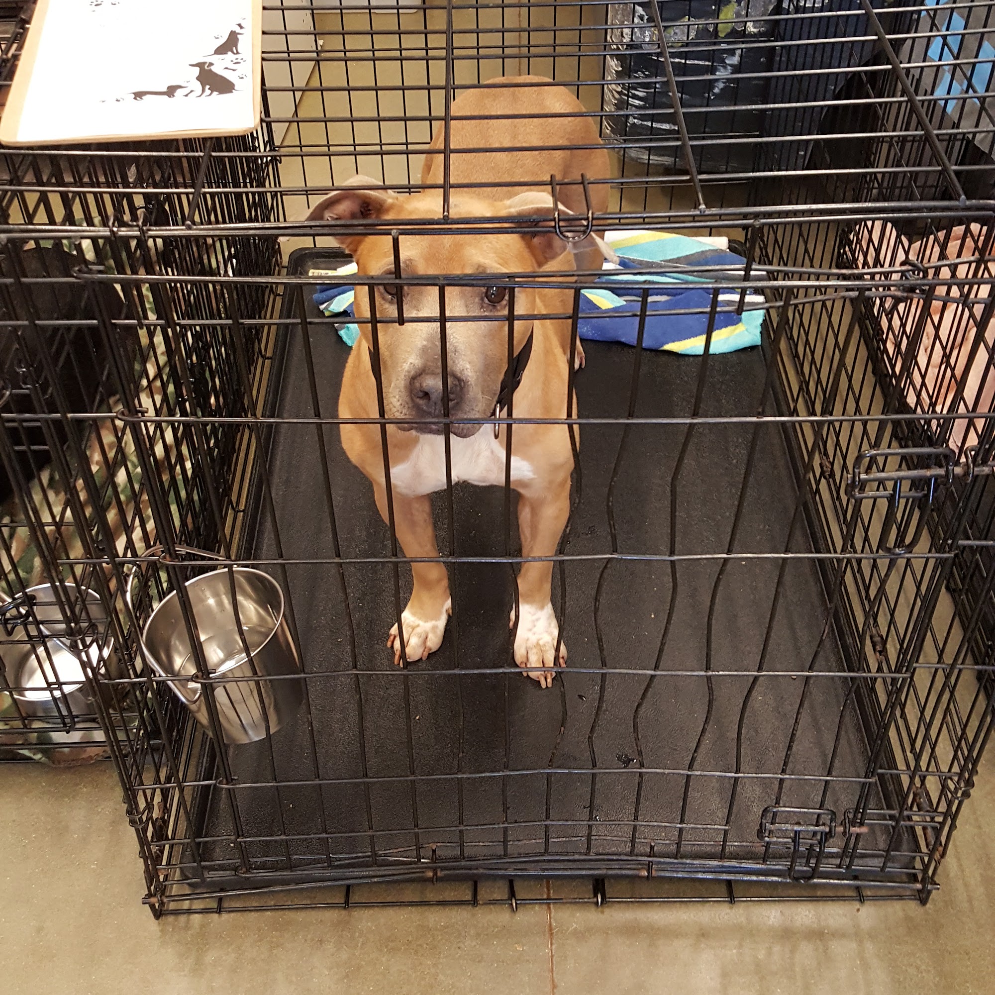 PetSmart Fayetteville