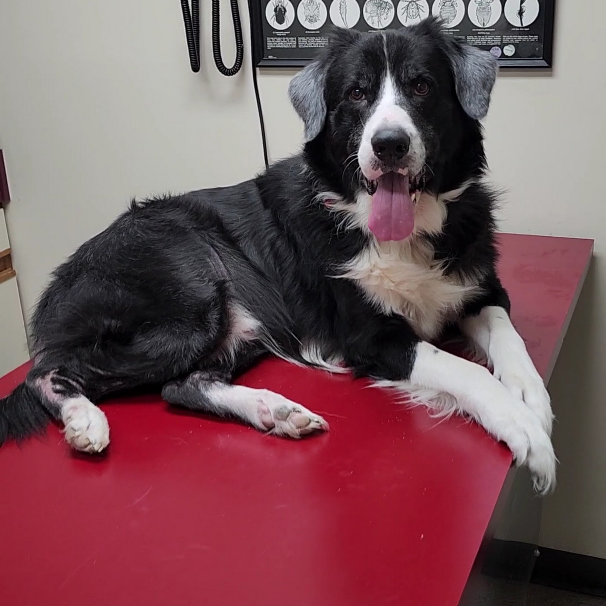 Animal Hospital of Fayetteville Fayetteville