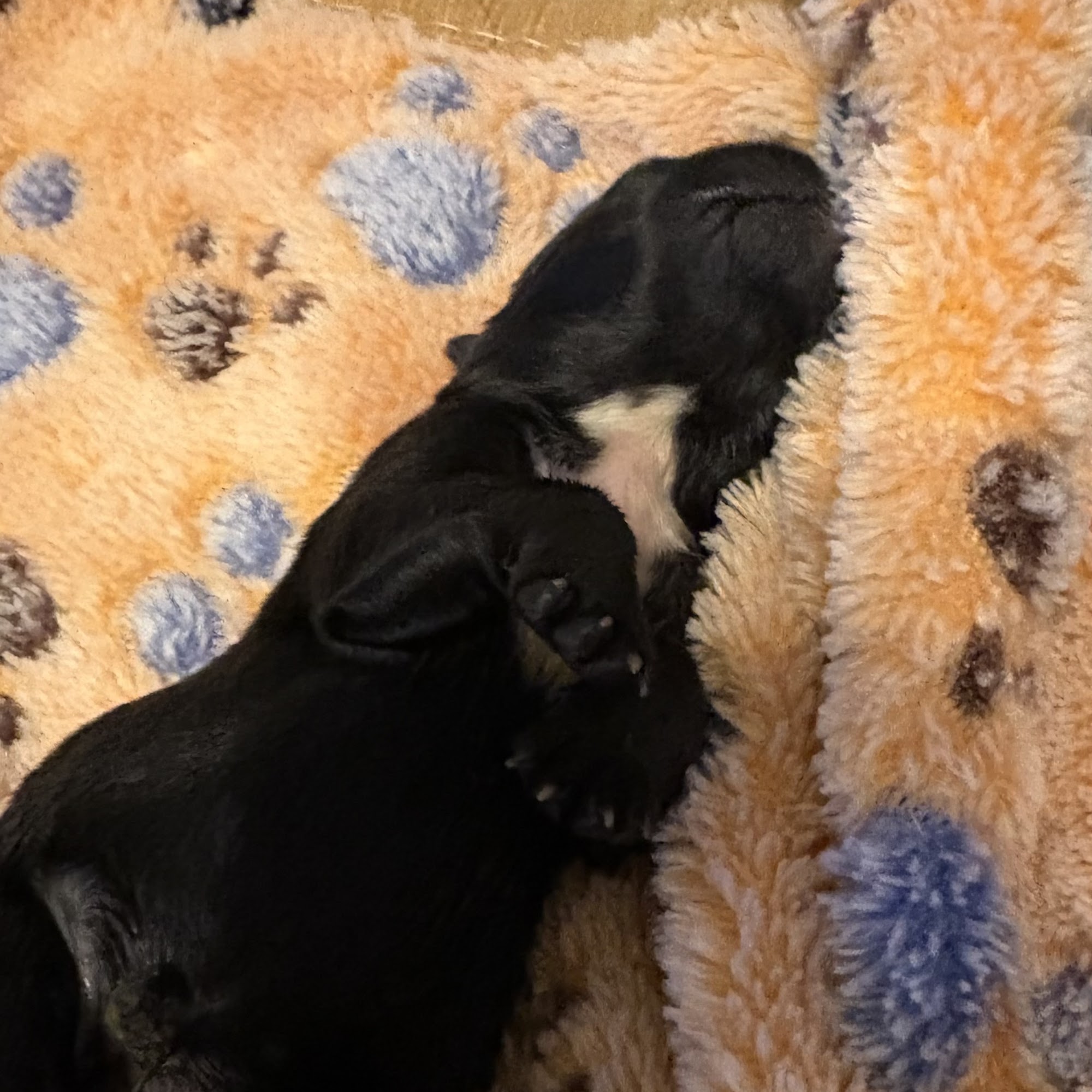 Riverbark Veterinary Hospital Fayetteville