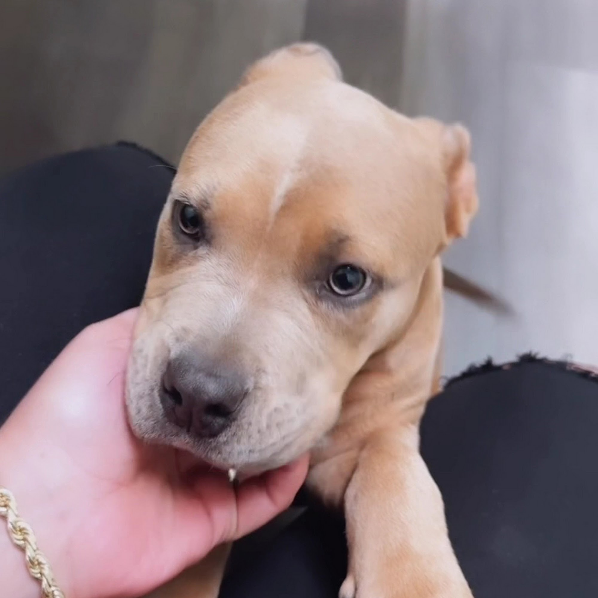 Academy Pet Hospital Fayetteville