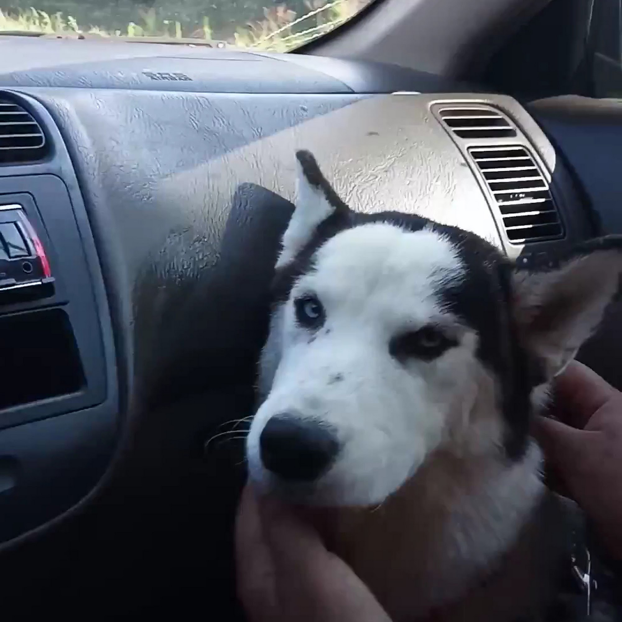 Highland Animal Hospital Fayetteville