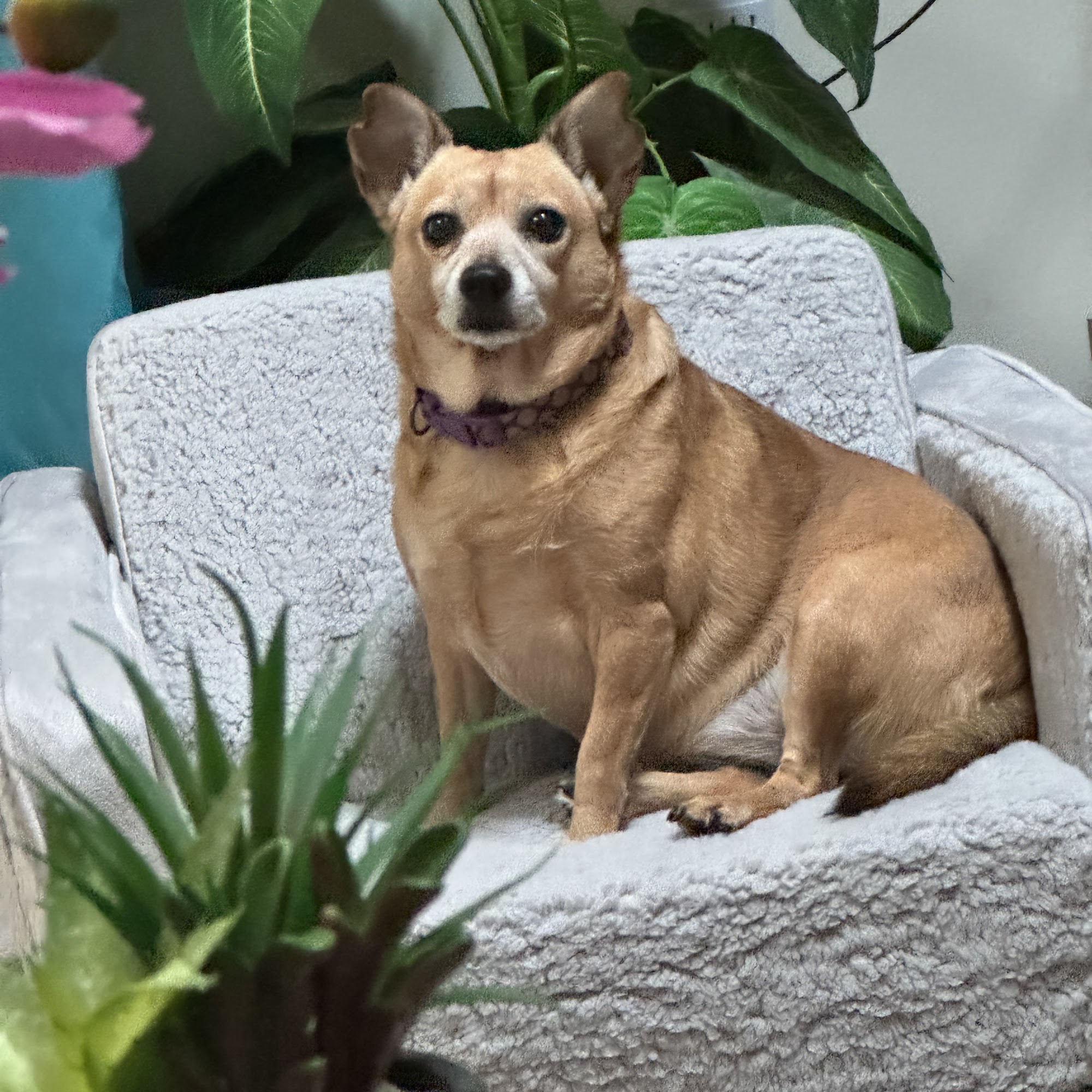 Ambassador Animal Hospital Fayetteville