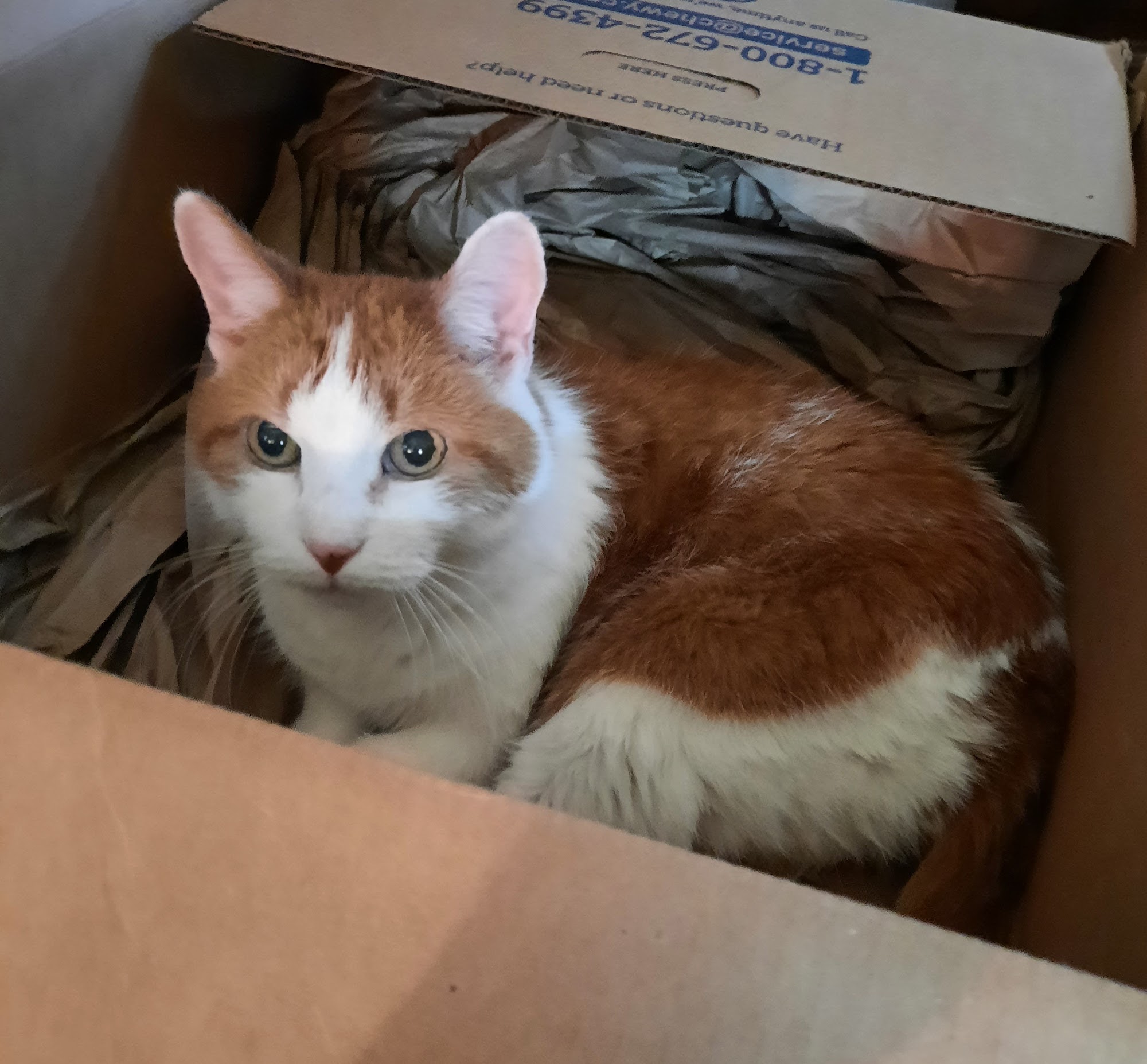 Josh Barkman DVM Fayetteville