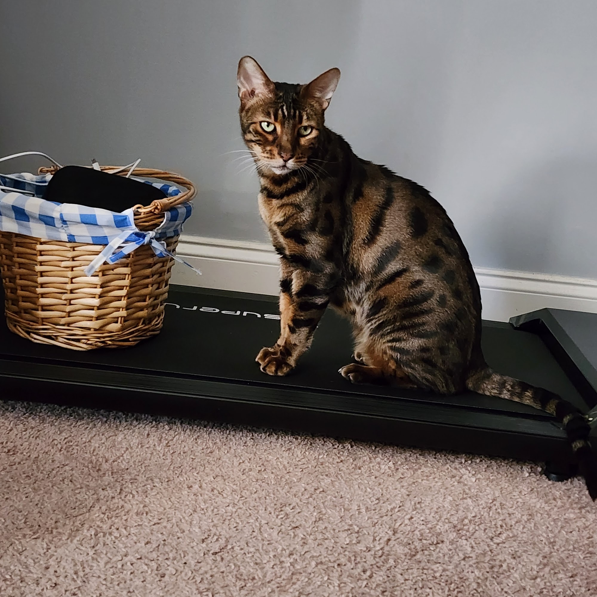 Seventy First Animal Hospital Fayetteville