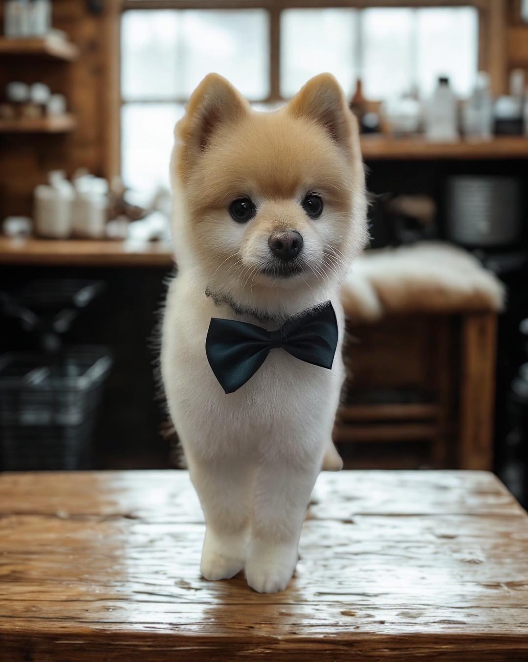 Muddy Paws Pet Grooming and Spa Fayetteville