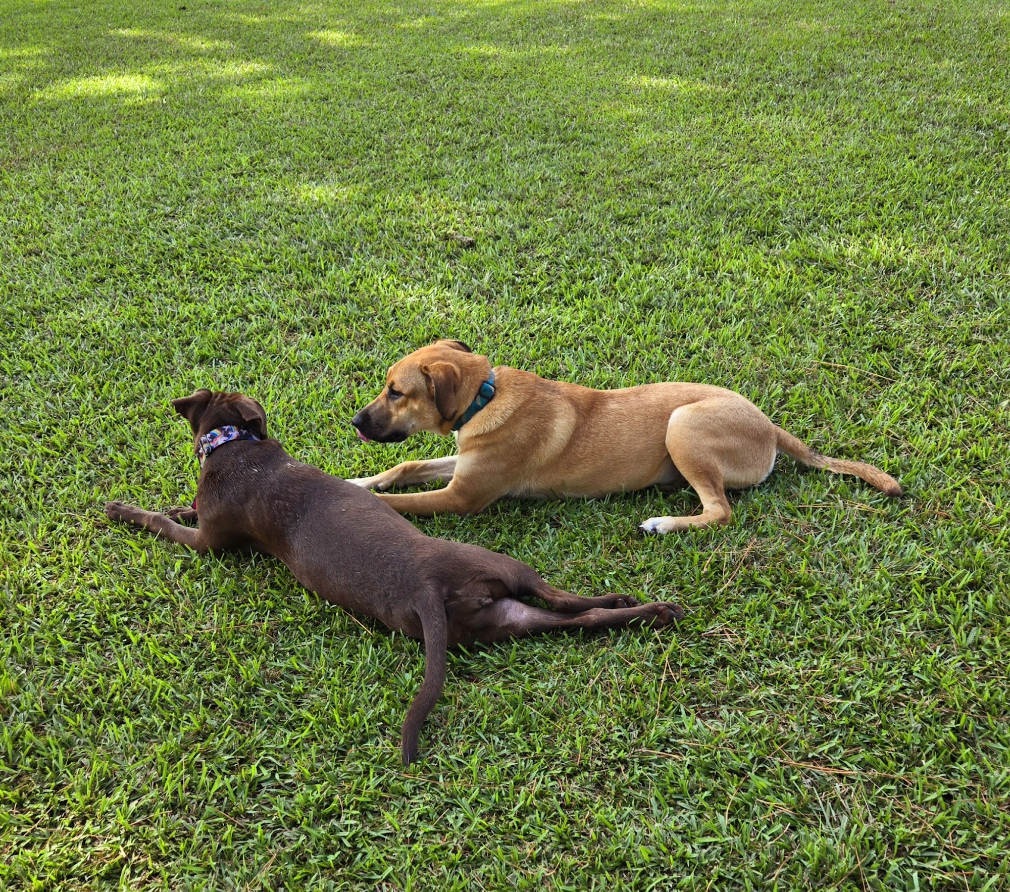 Riverside Dog Park Fayetteville
