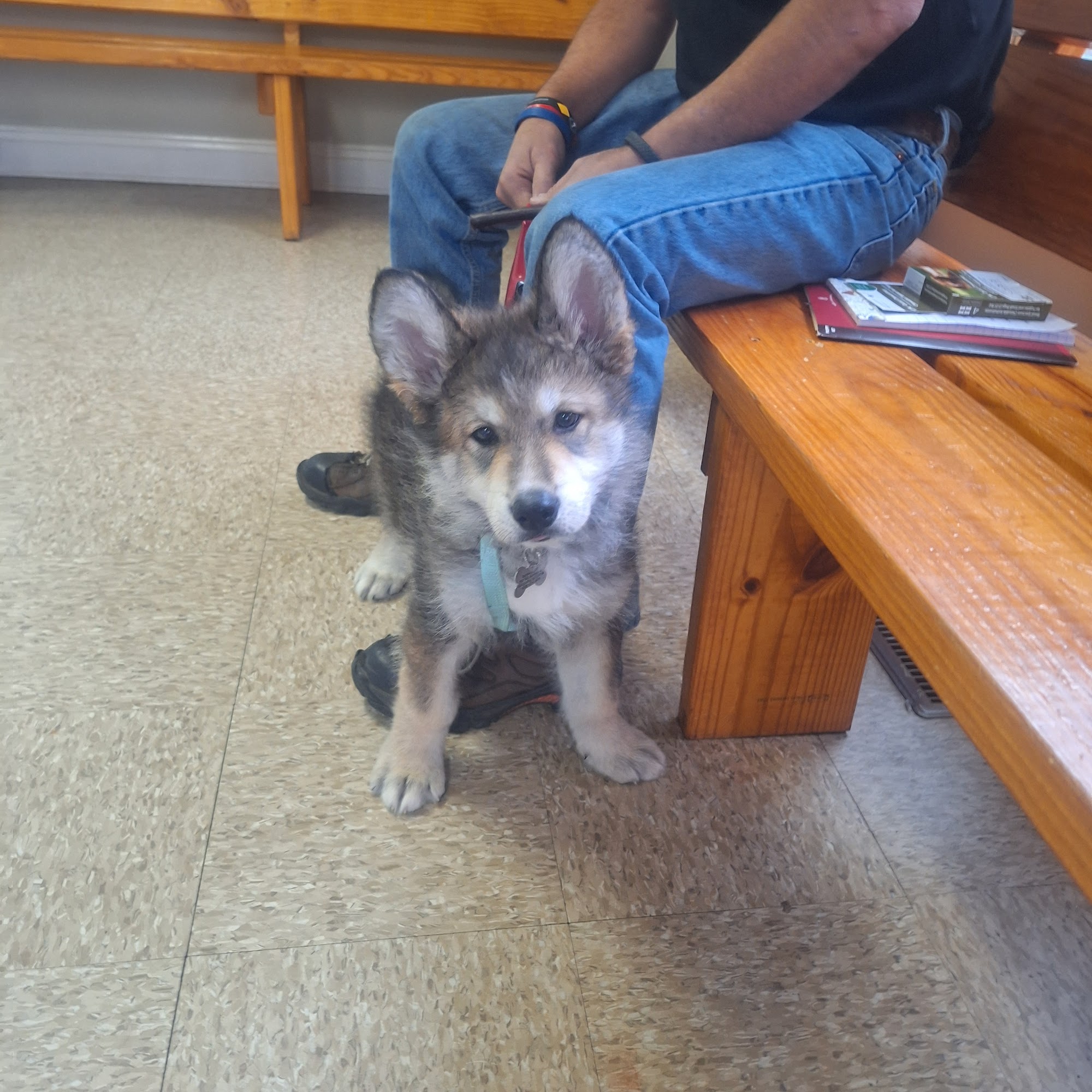 Animals R Us Flat Rock