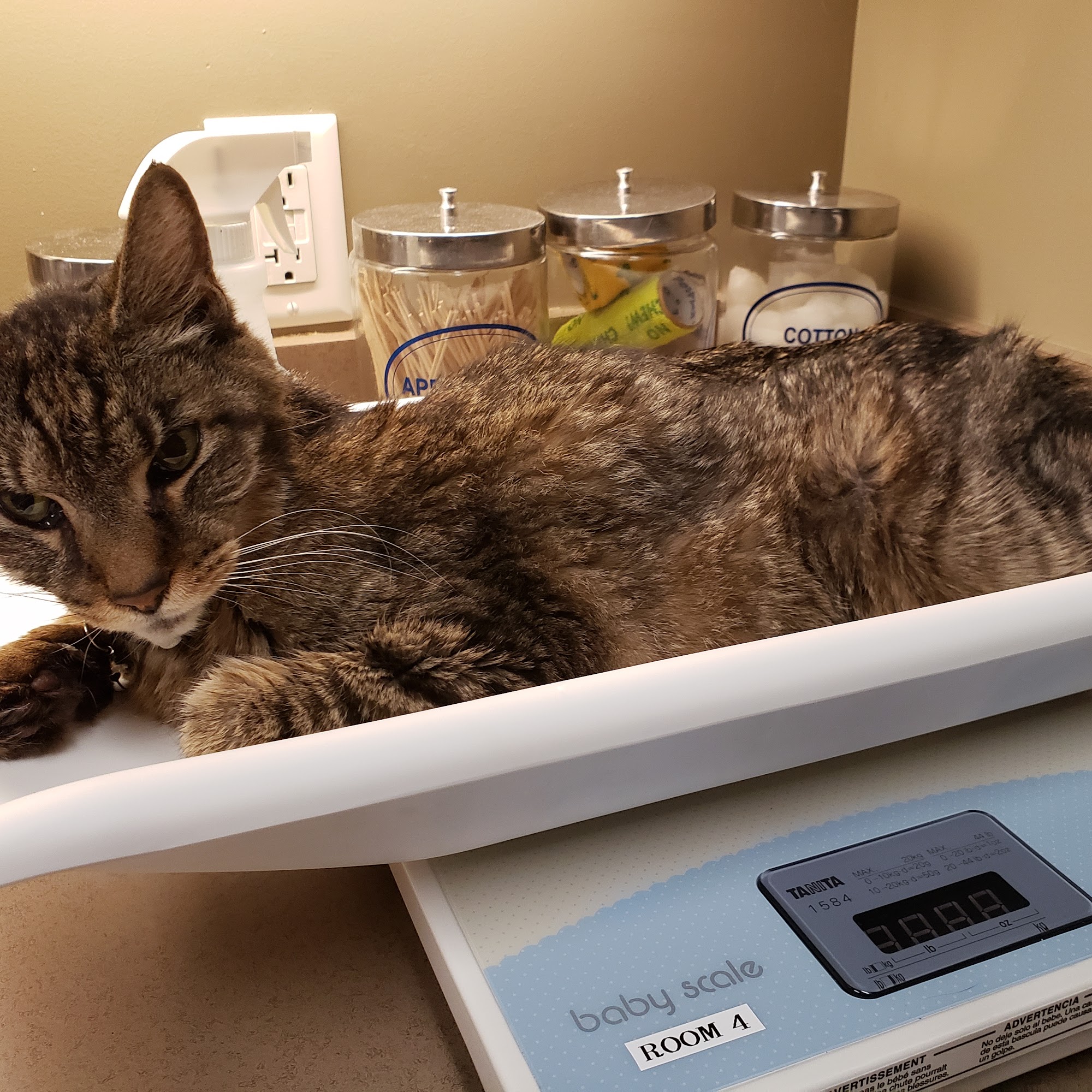 Western Carolina Regional Animal Hospital & Veterinary Emergency Hospital Flat Rock