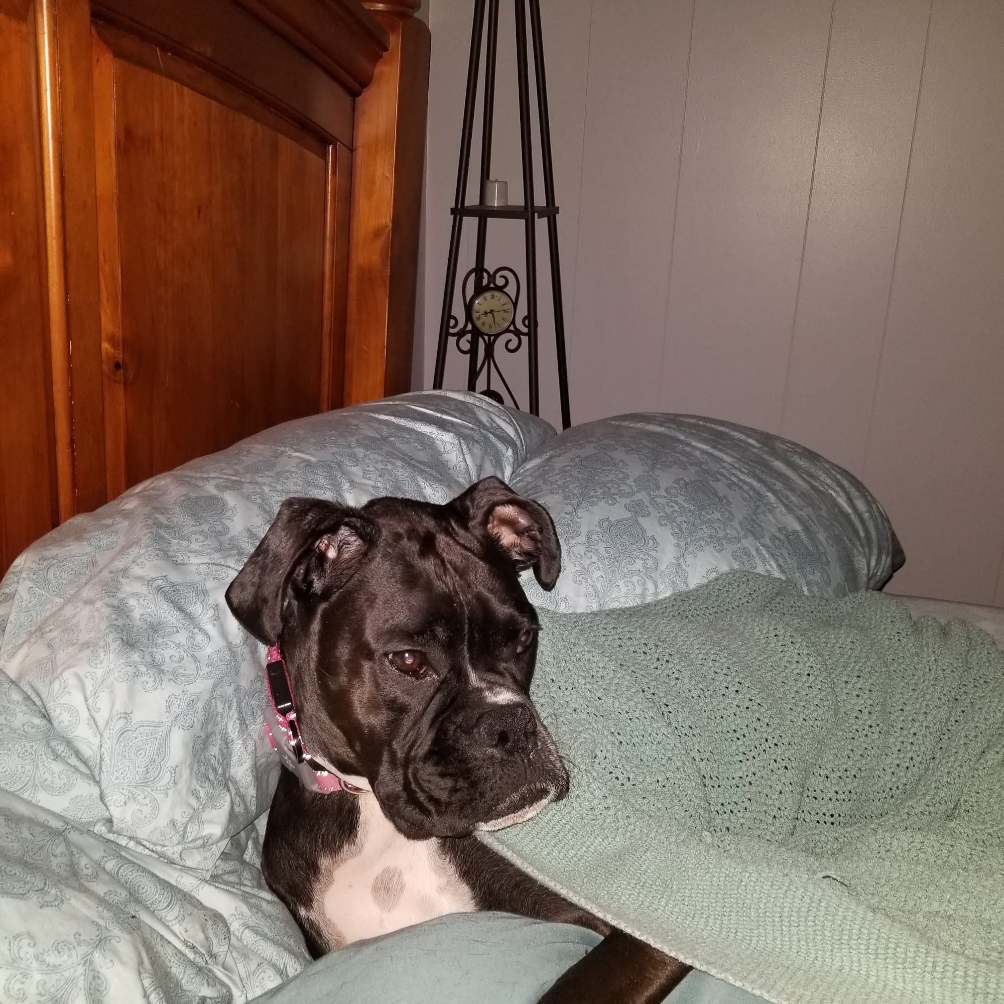 Hargus Beverly DVM Flat Rock