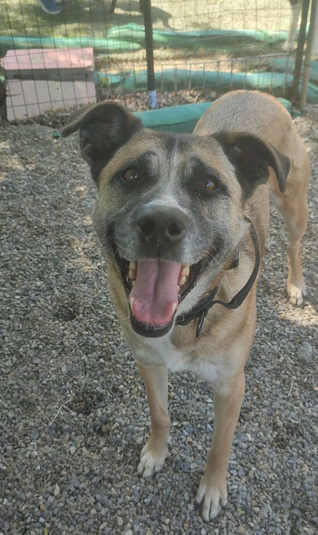 A Dog's Night Inn Flat Rock