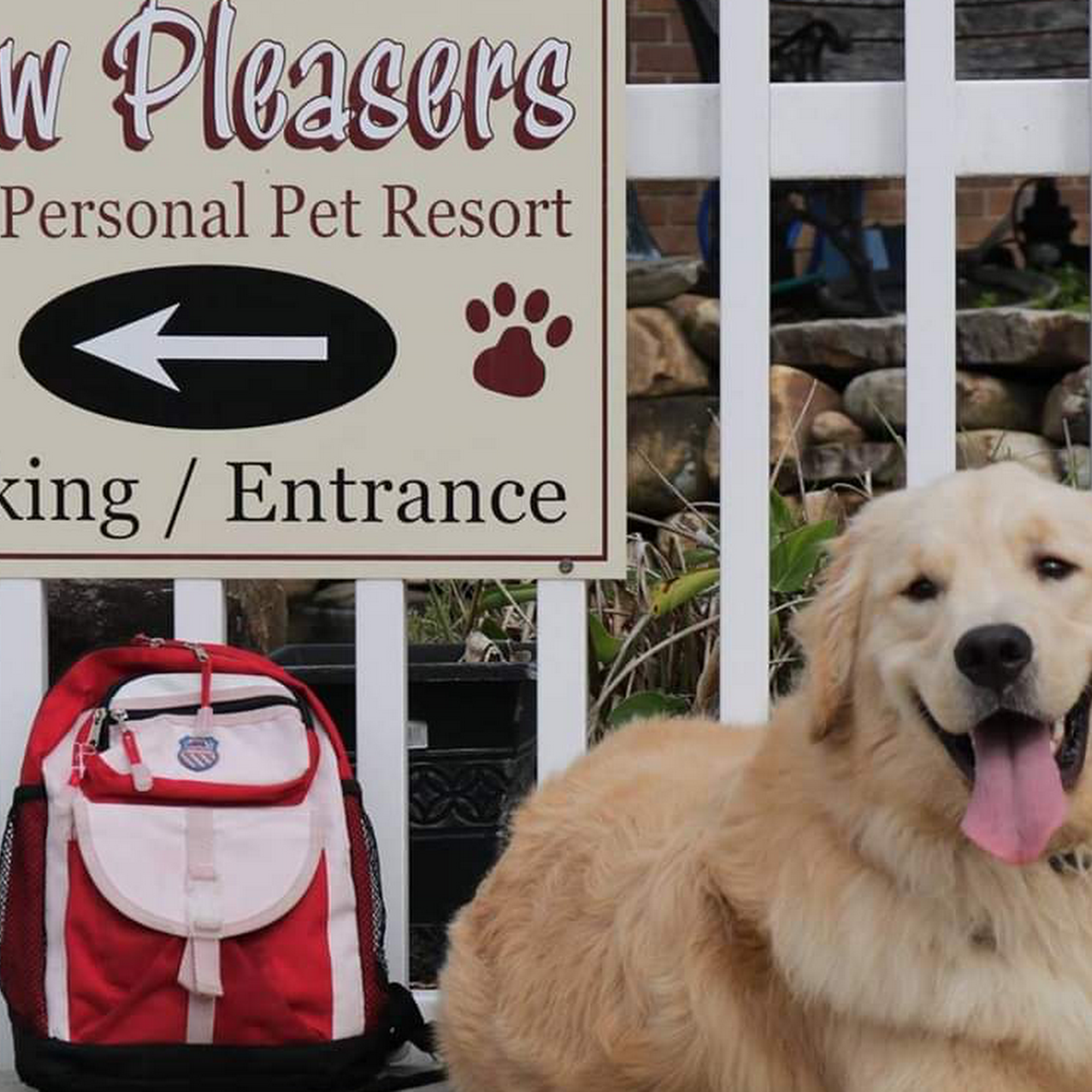 Paw Pleasers Pet Resort Flat Rock